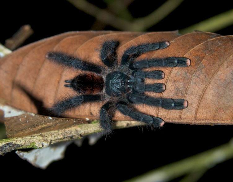 Tarantula, Tambopata Research Centre, Peru, 27 May 2012.jpg