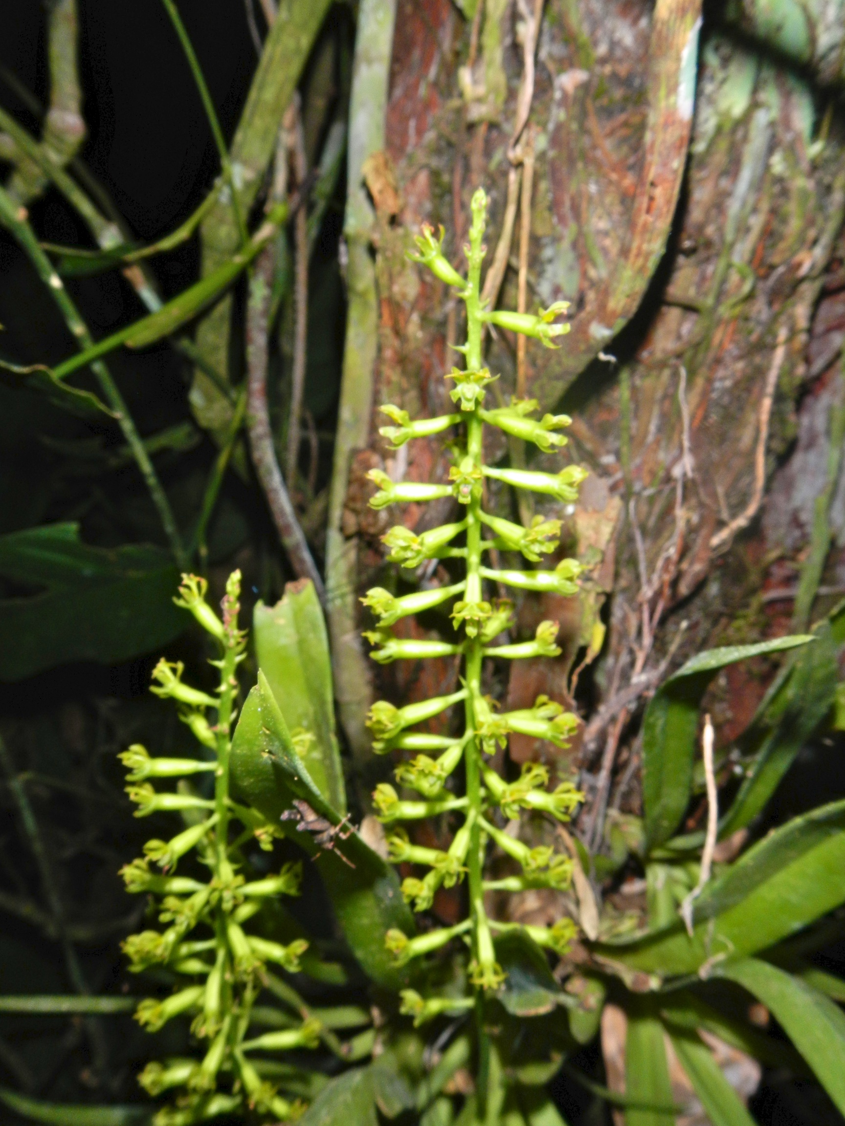  Orchid, Tambopata Research Centre, Peru 
