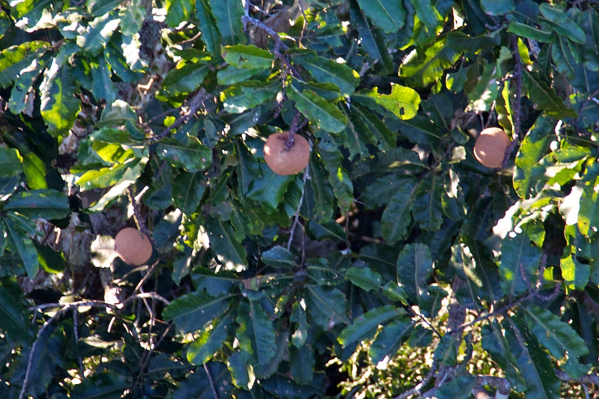  Brazil nuts, Posada Amazonia, Peru 