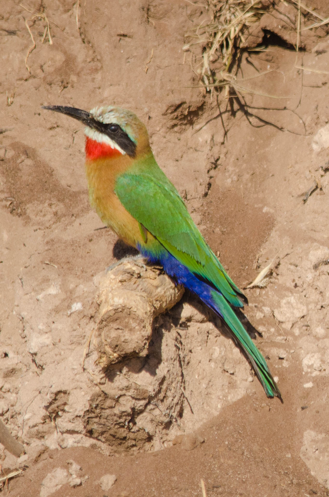 White-fronted bee-eater, Chobe NP, Botswana