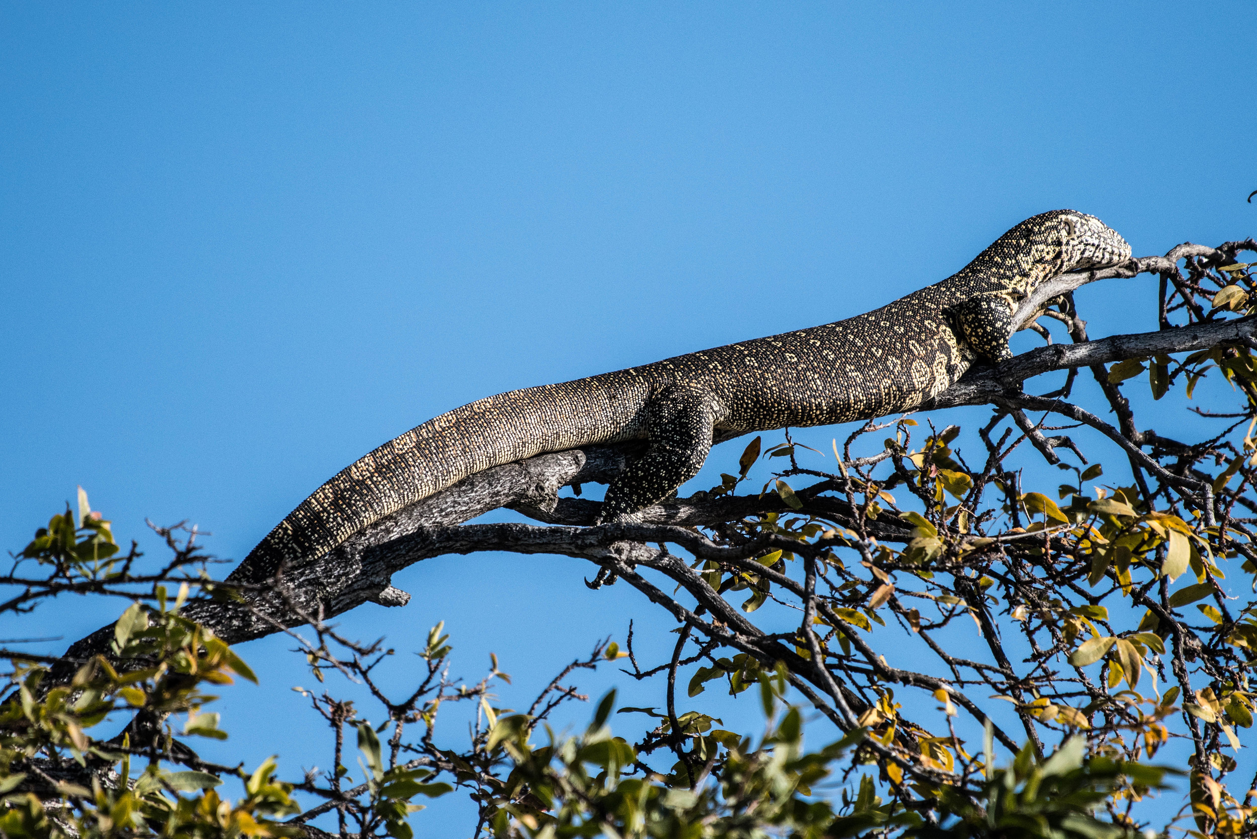 Water monitor lizard, Chobe NP, Botswana