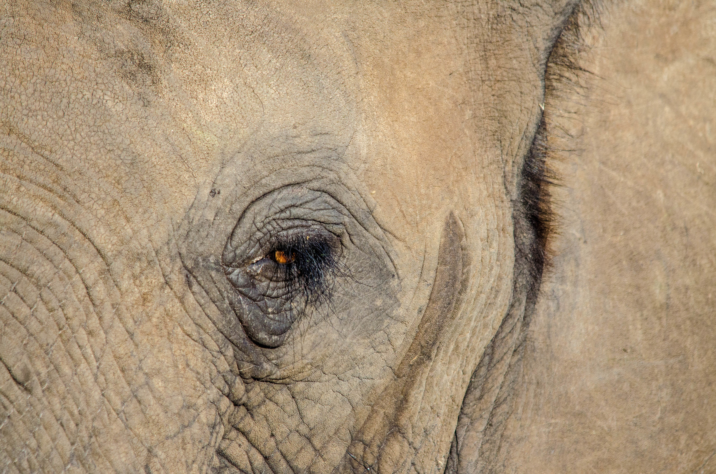 Elephant eye, Chobe NP, Botswana