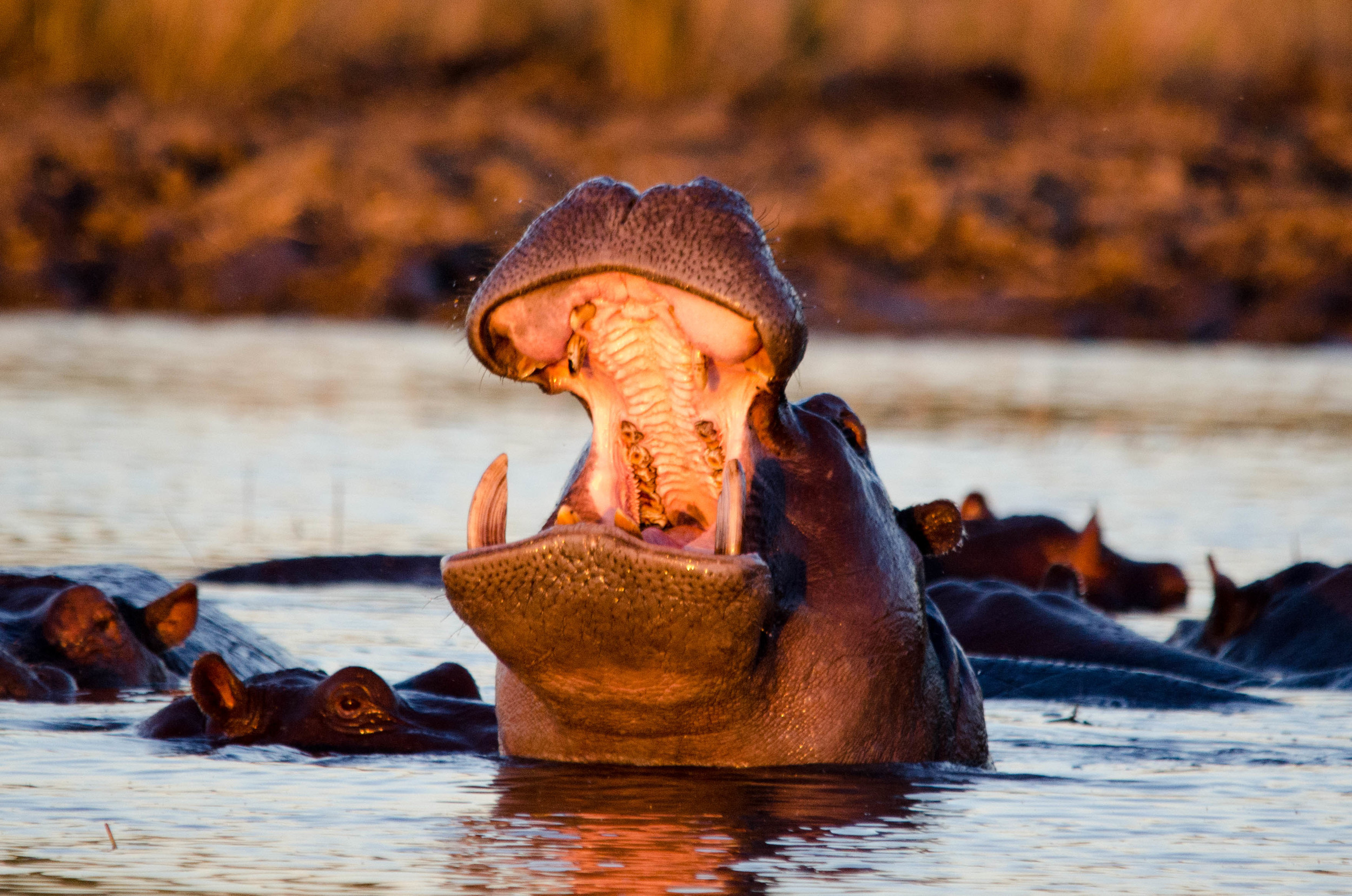 Hippopotamus, Chobe NP, Botswana