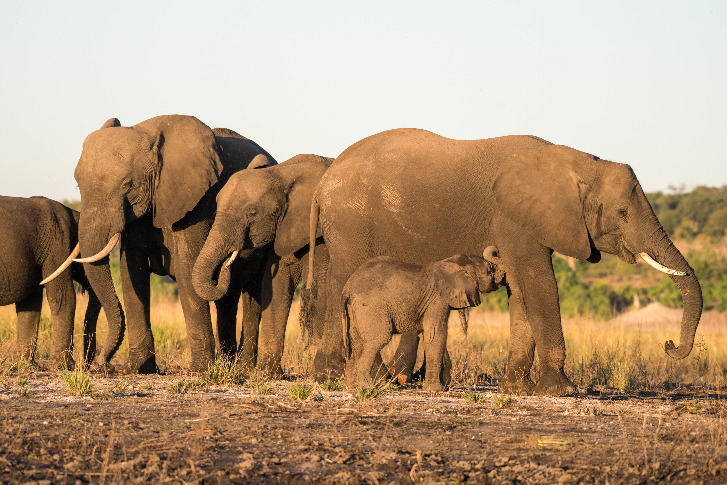Elephants, Chobe NP, Botswana, Africa
