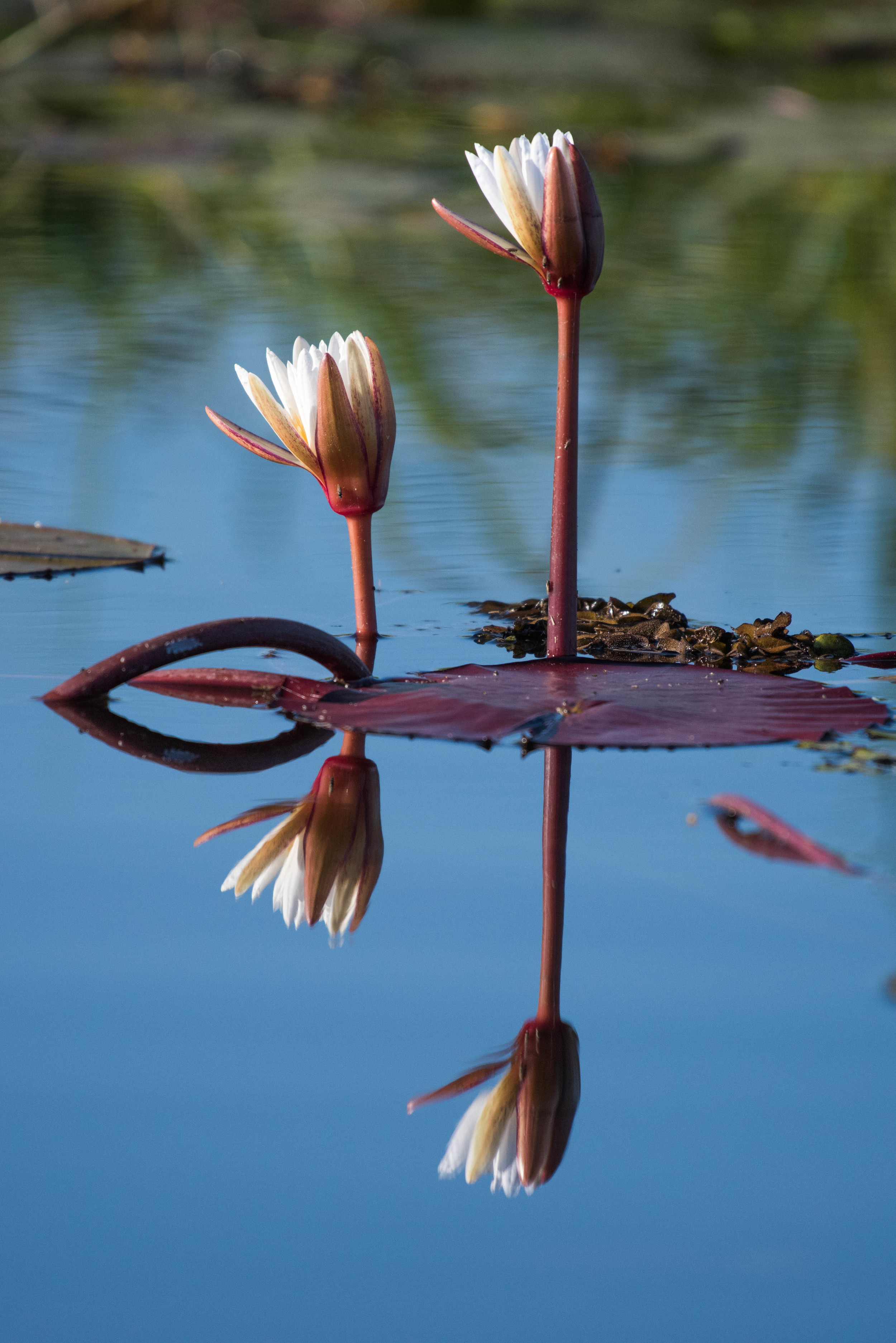Water lilies, Chobe NP, Botswana,