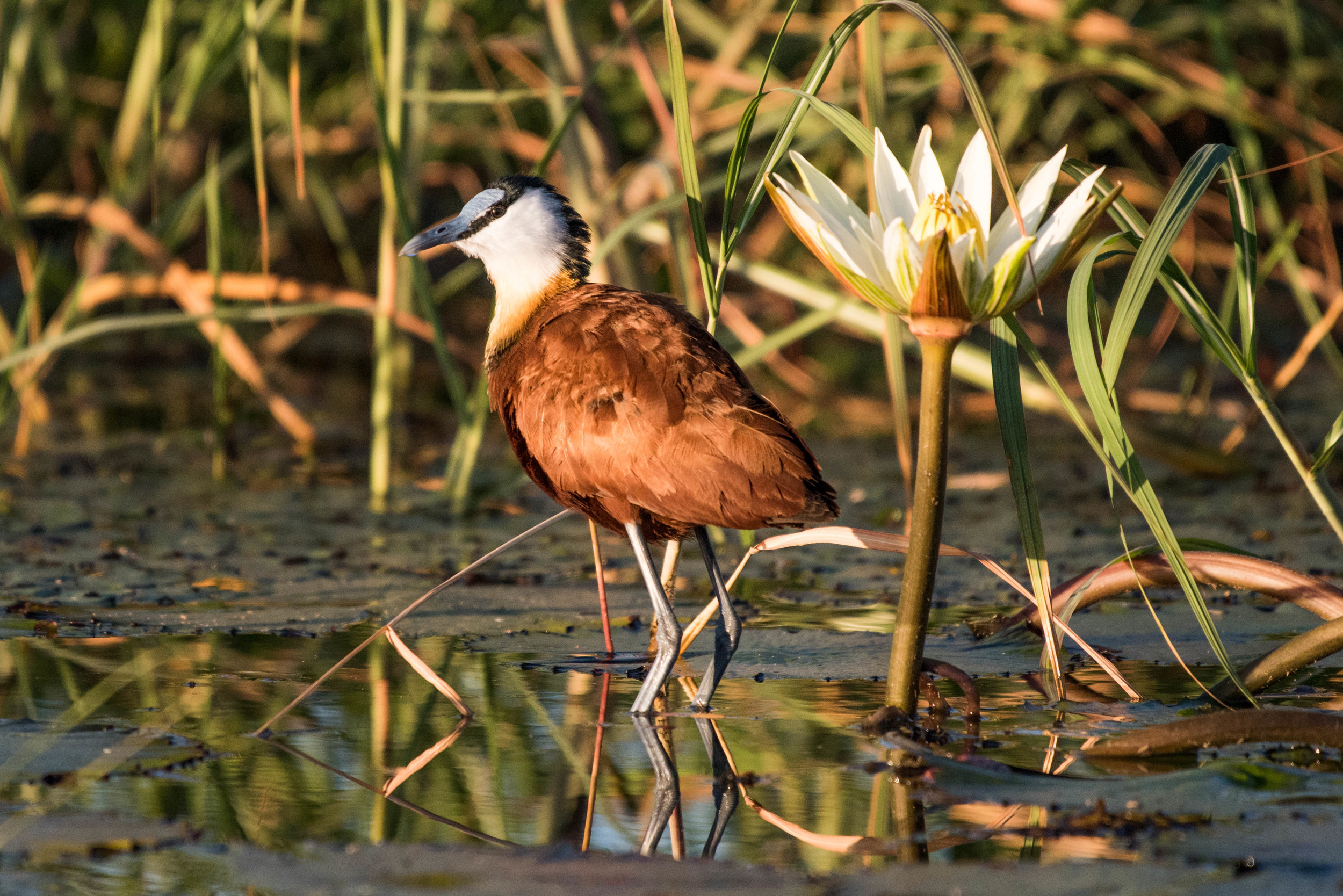 Jacana (Jesus bird), Chobe NP, Botswana
