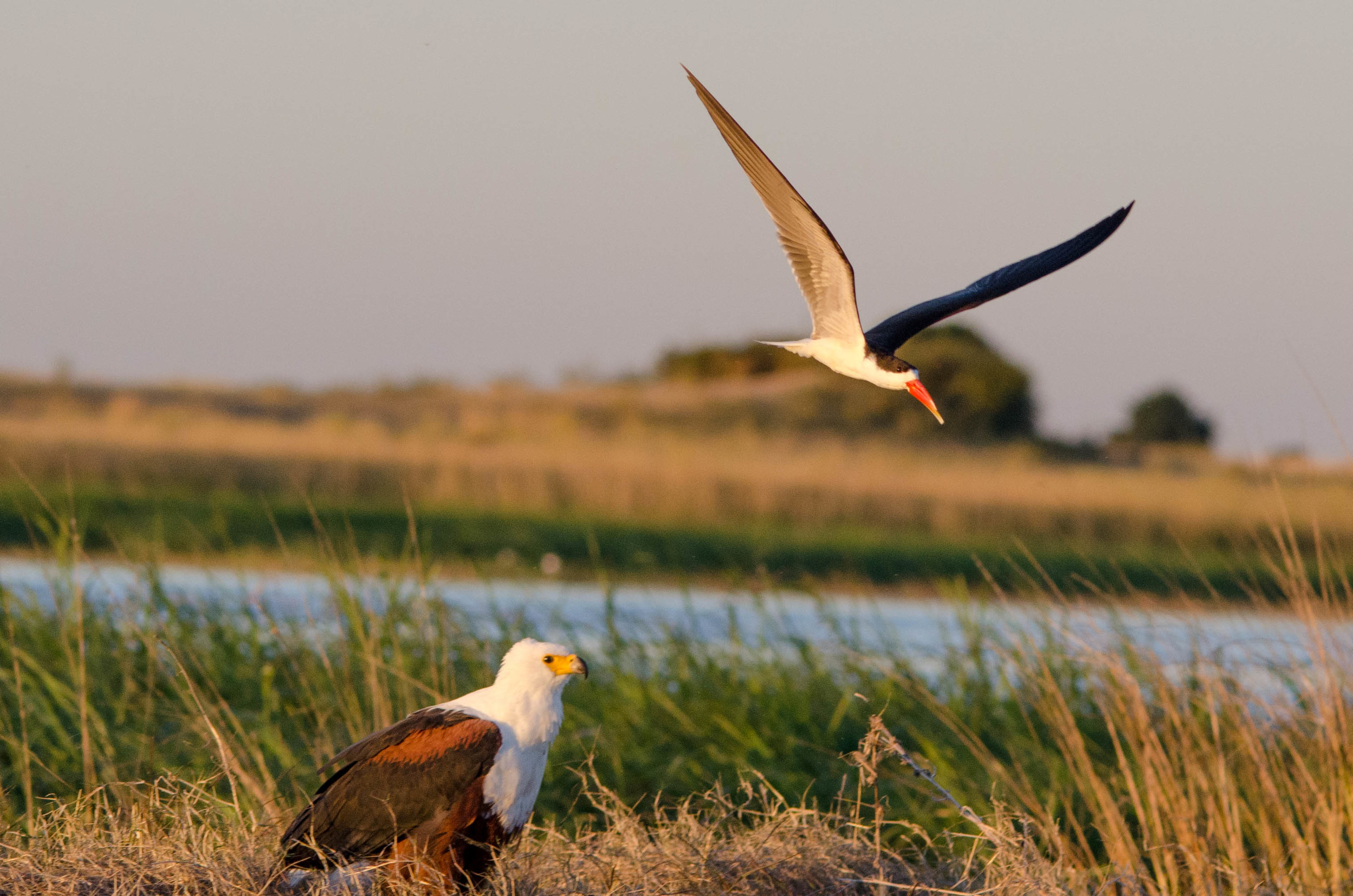 Skimmer bird & fish eagle, Chobe NP, Botswana