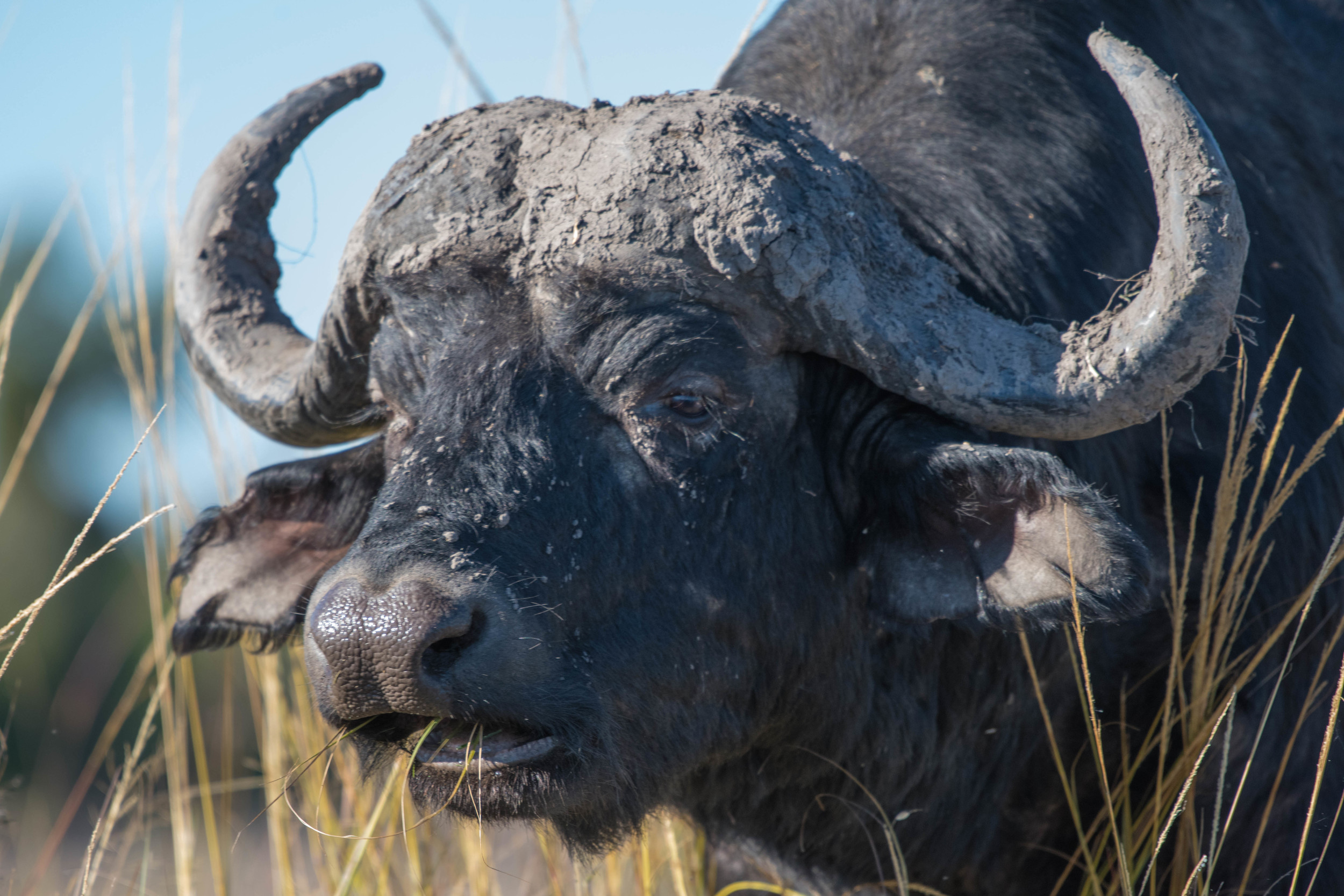 Buffalo, Chobe NP, Botswana