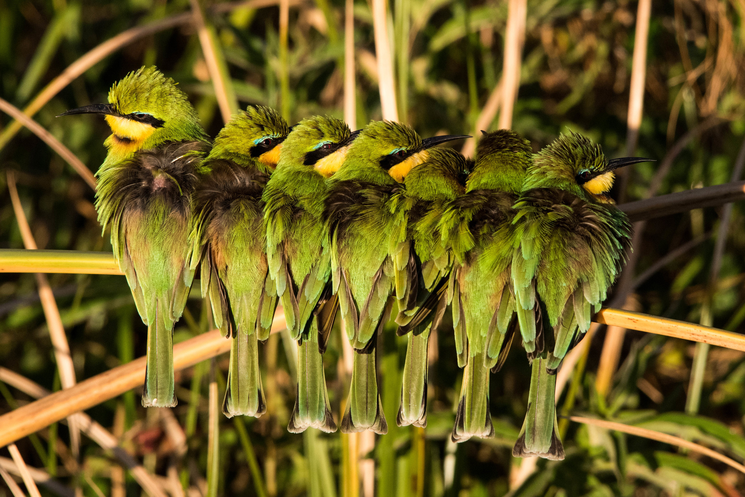 Little bee-eaters, Chobe NP, Botswana