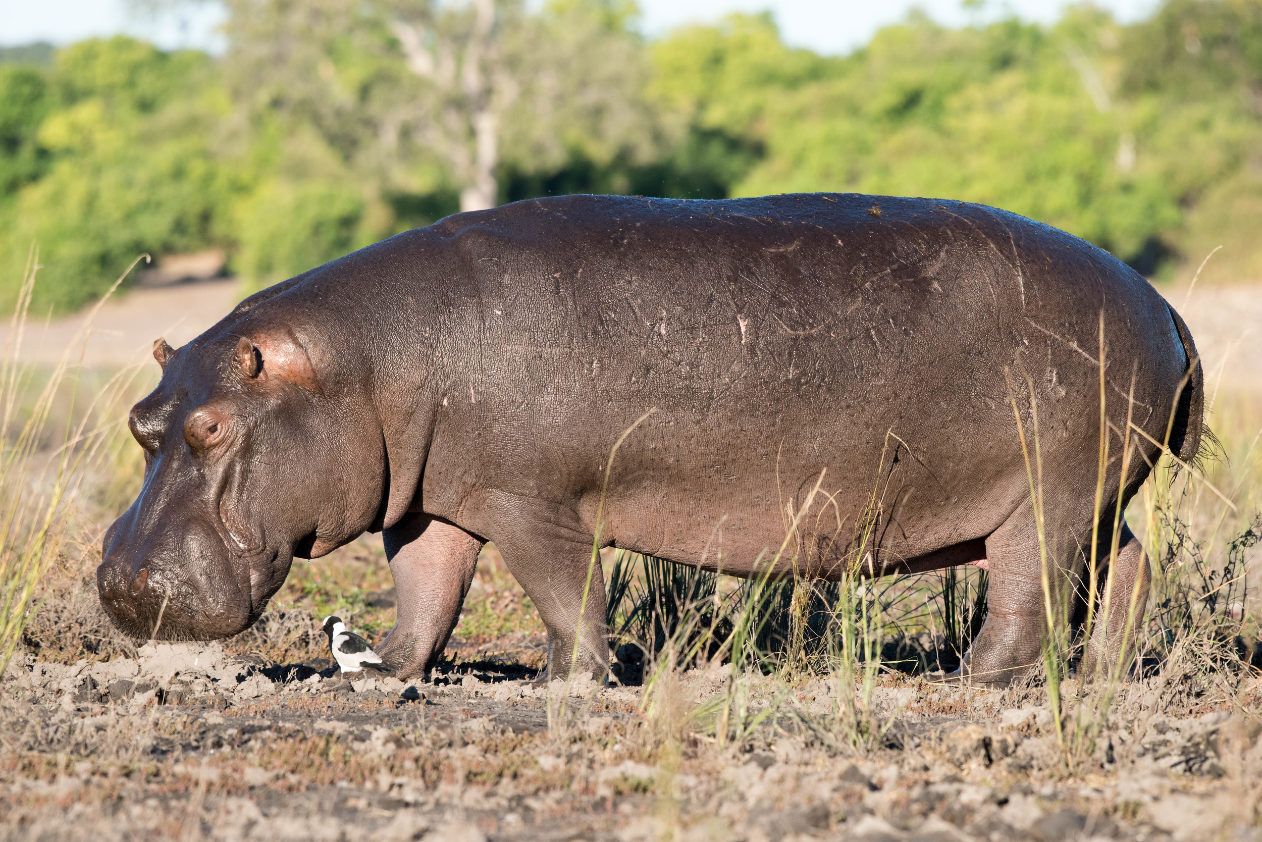 Hippopotamus, Chobe NP, Botswana