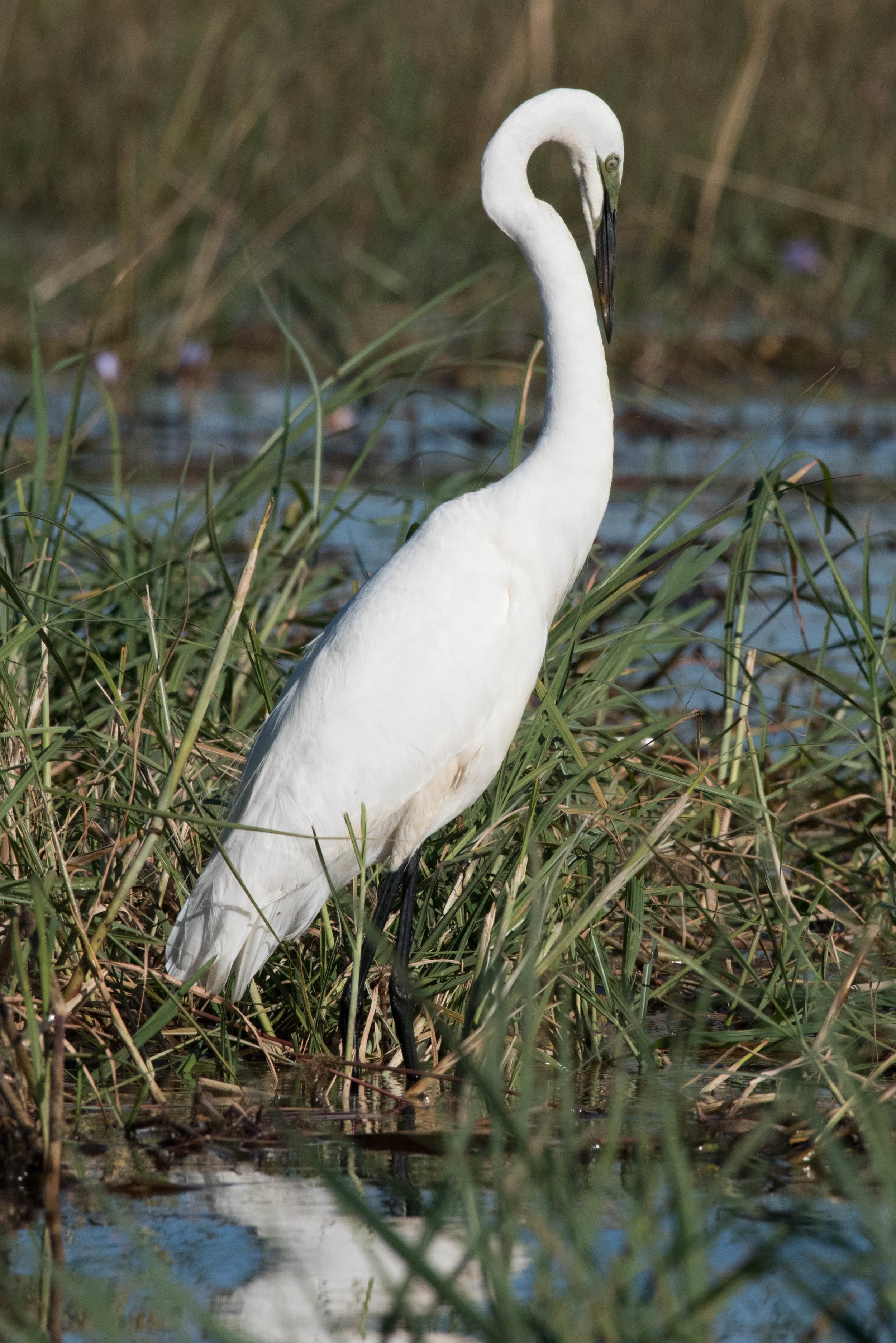 Great egret, Chobe NP, Botswana
