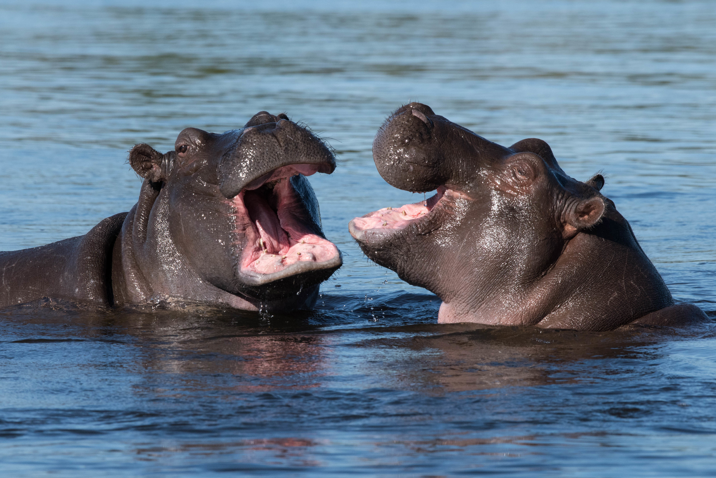 Hippopotamuses, Chobe NP, Botswana