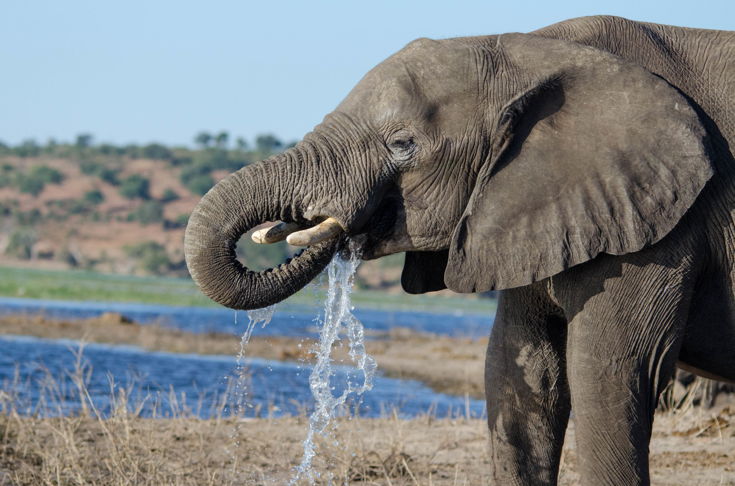 Elephant drinking, Chobe NP, Botswana