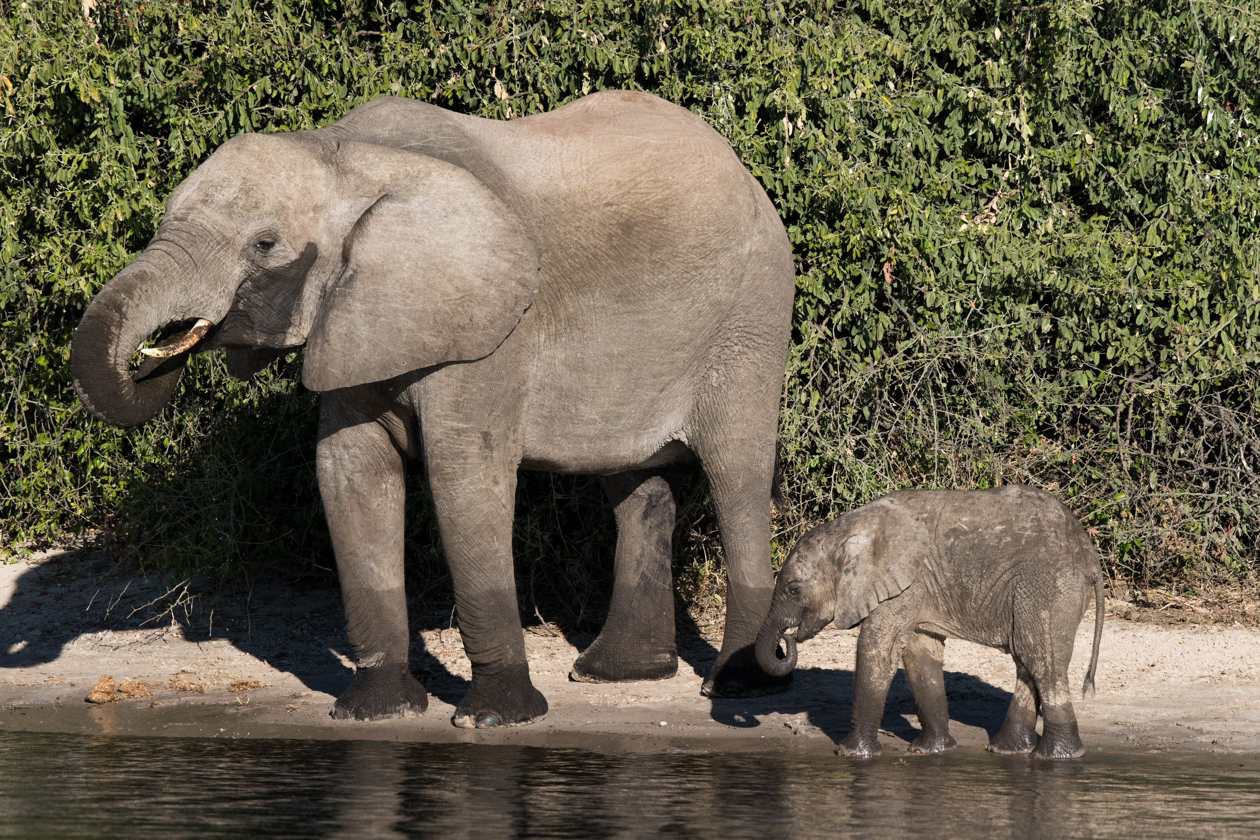 Elephant & calf, Chobe NP, Botswana