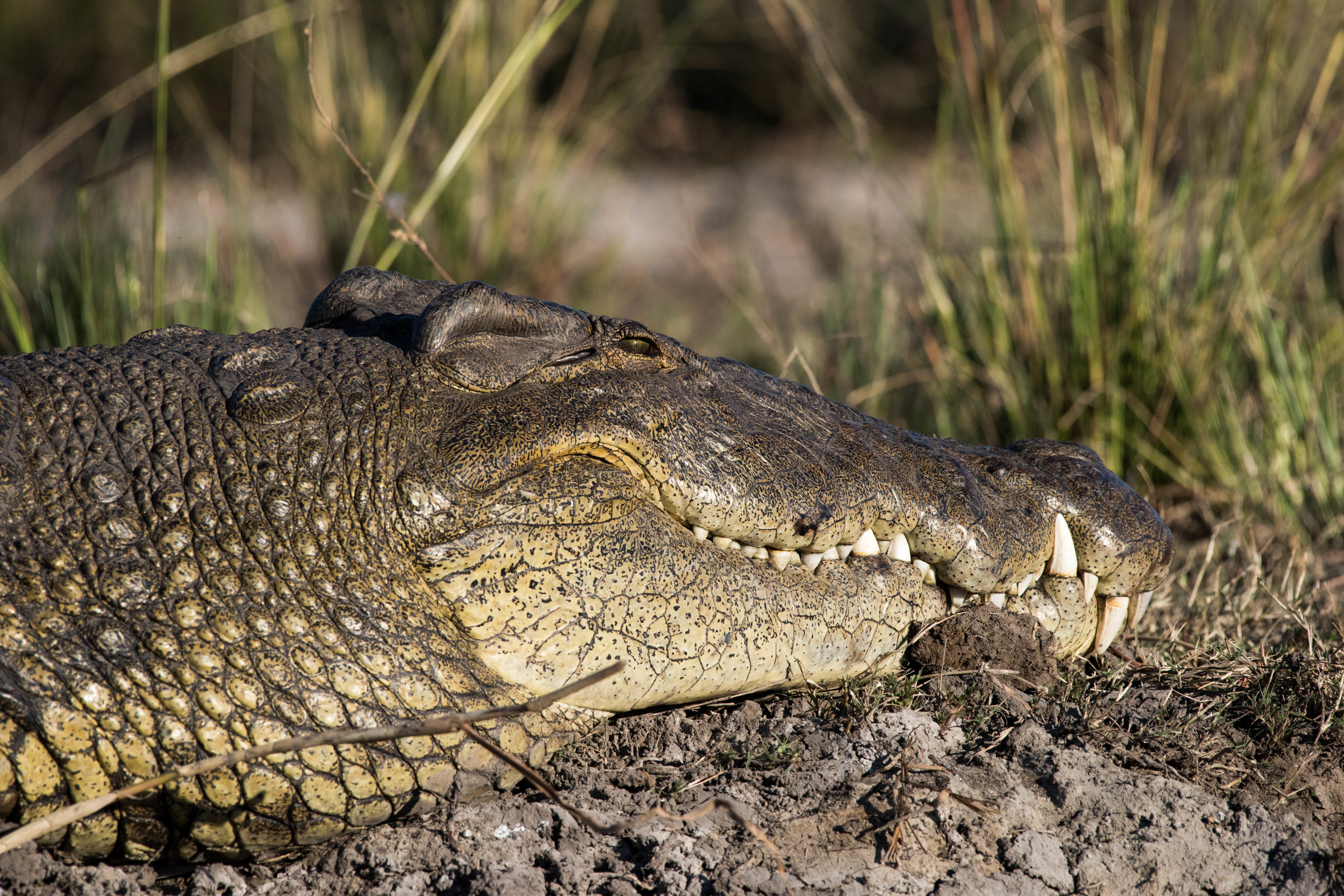 Crocodile, Chobe NP, Botswana