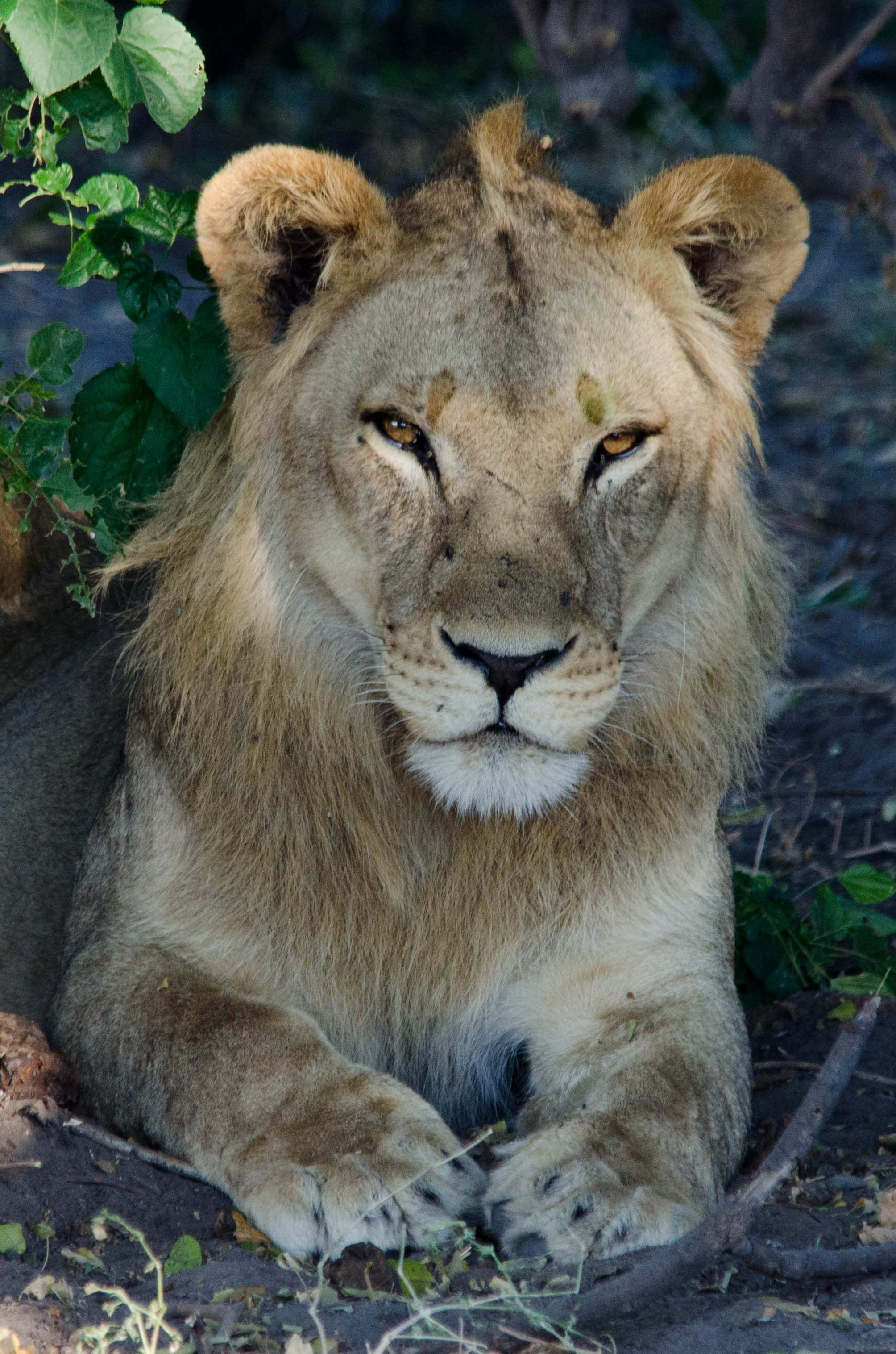 Lion, Chobe NP, Botswana