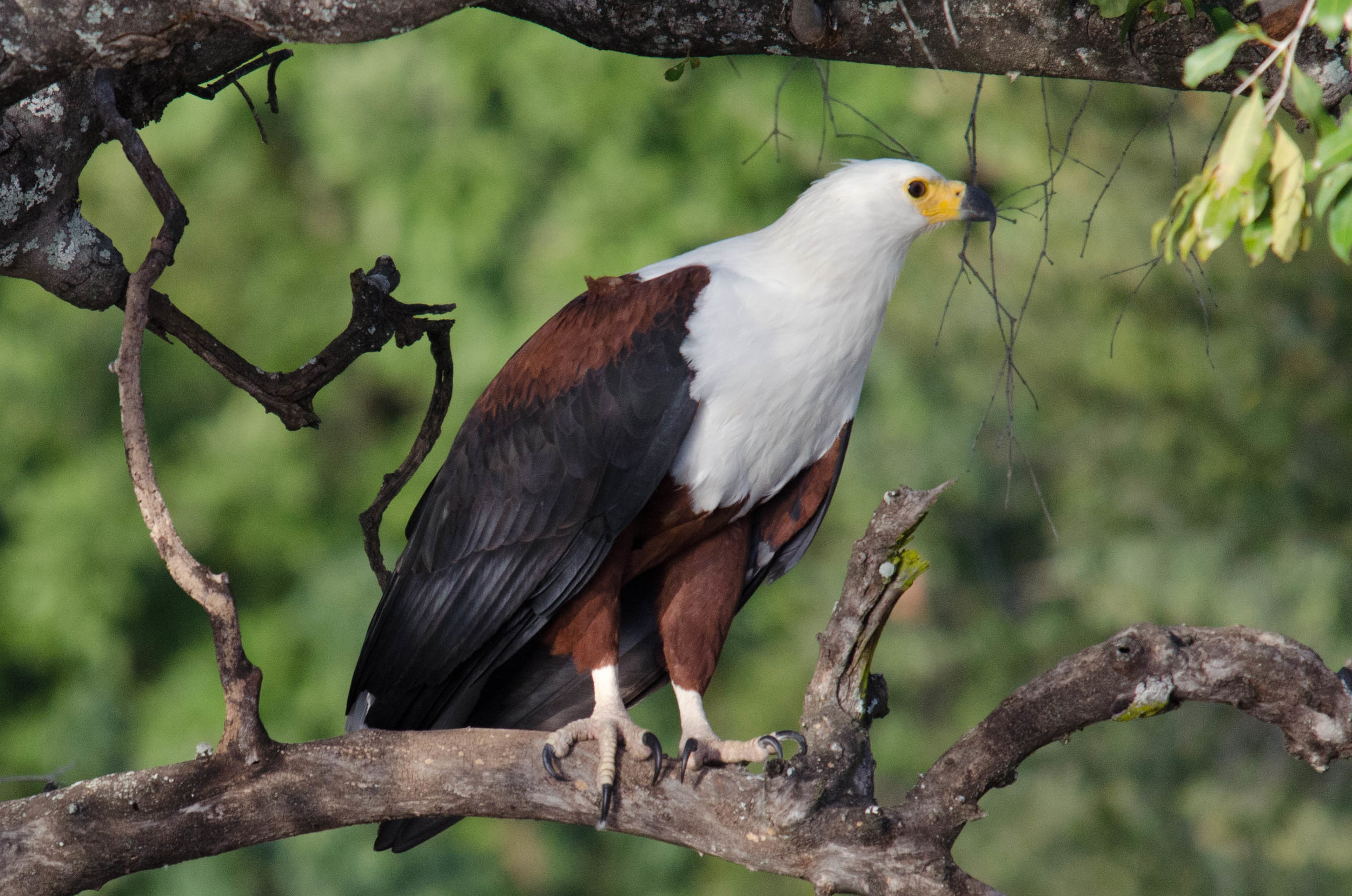 Fish eagle, Zambezi NP, Zimbabwe