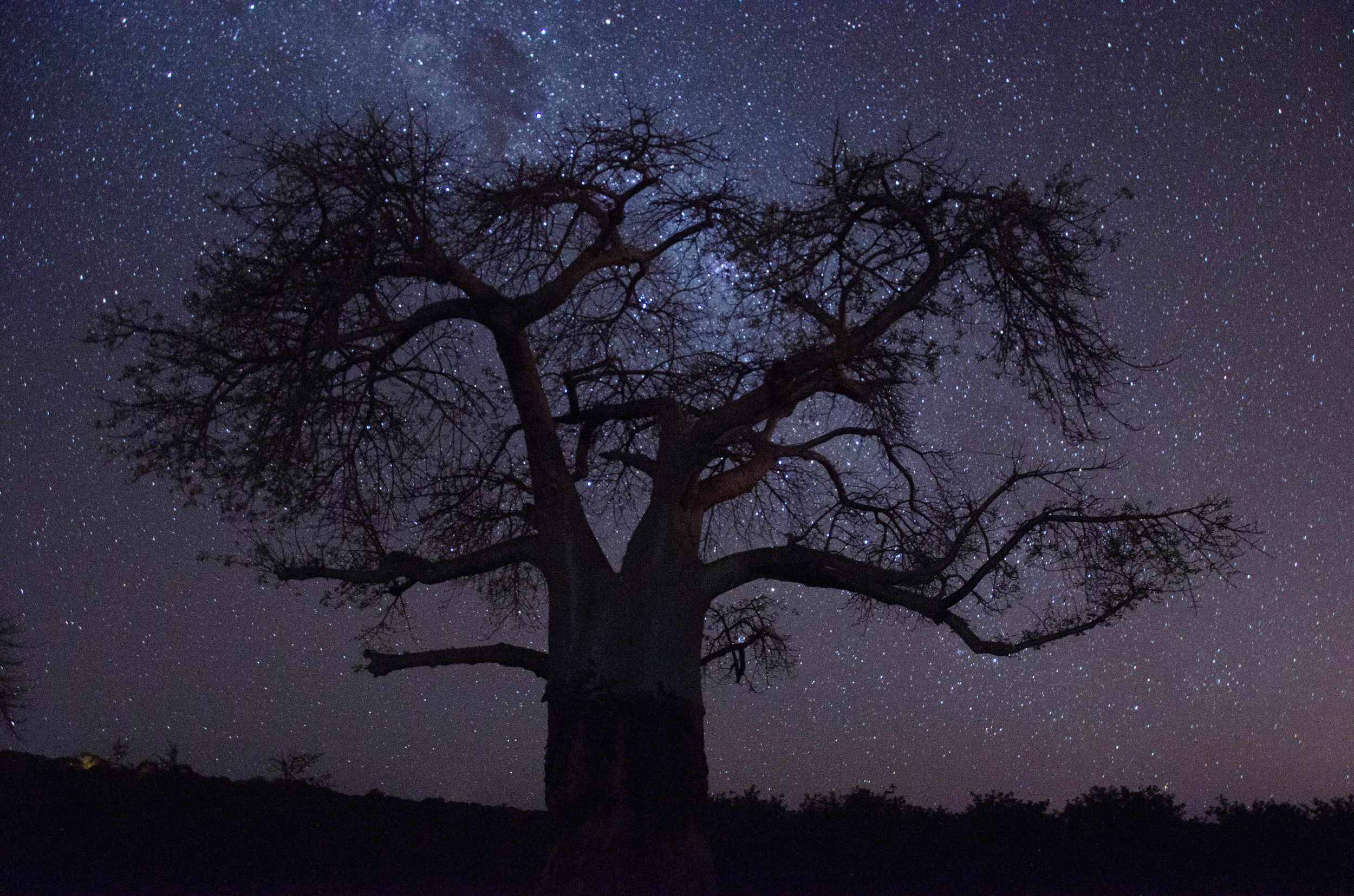 Stars & baobab tree, Kasane, Botswana