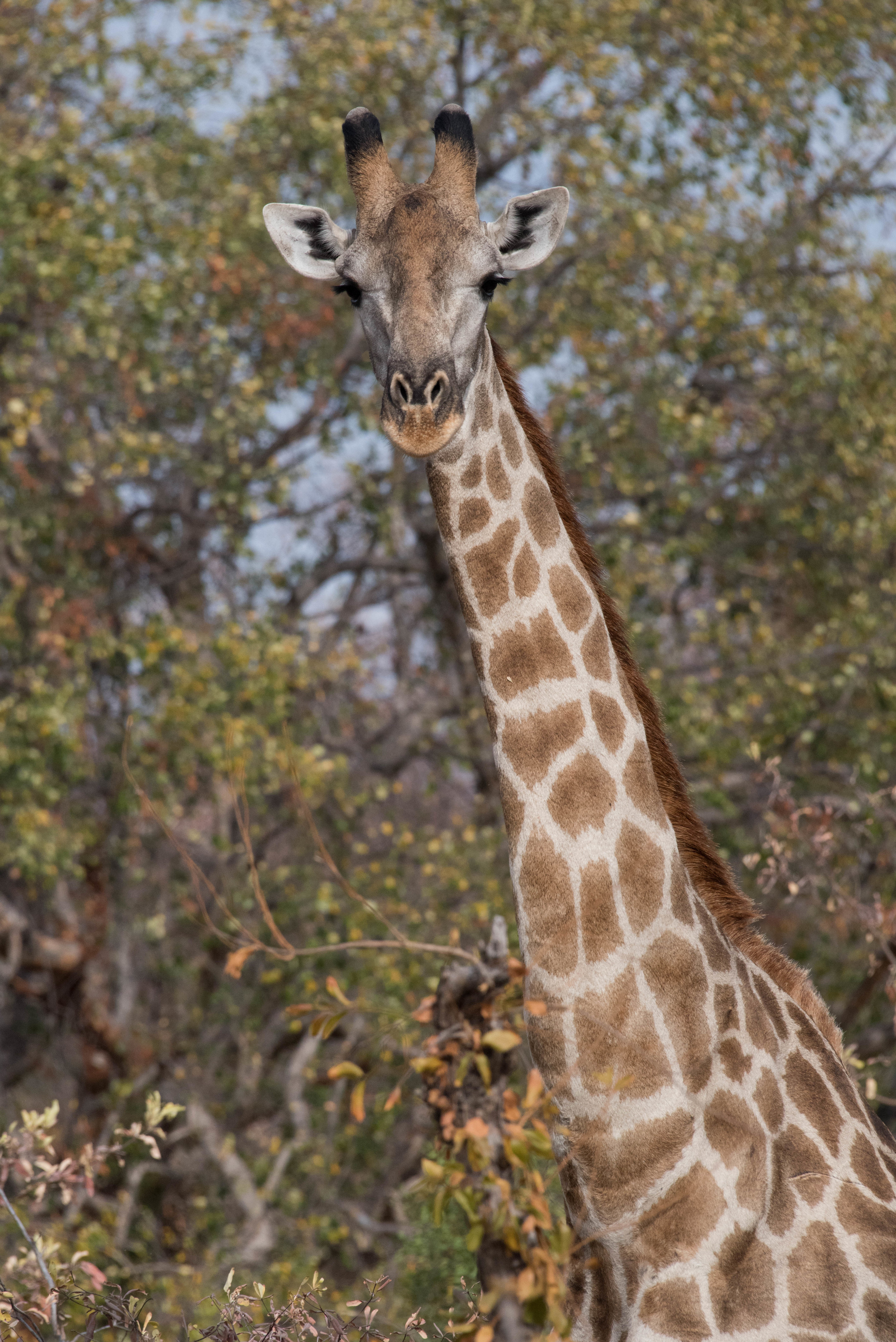Giraffe, Zambezi NP, Zimbabwe