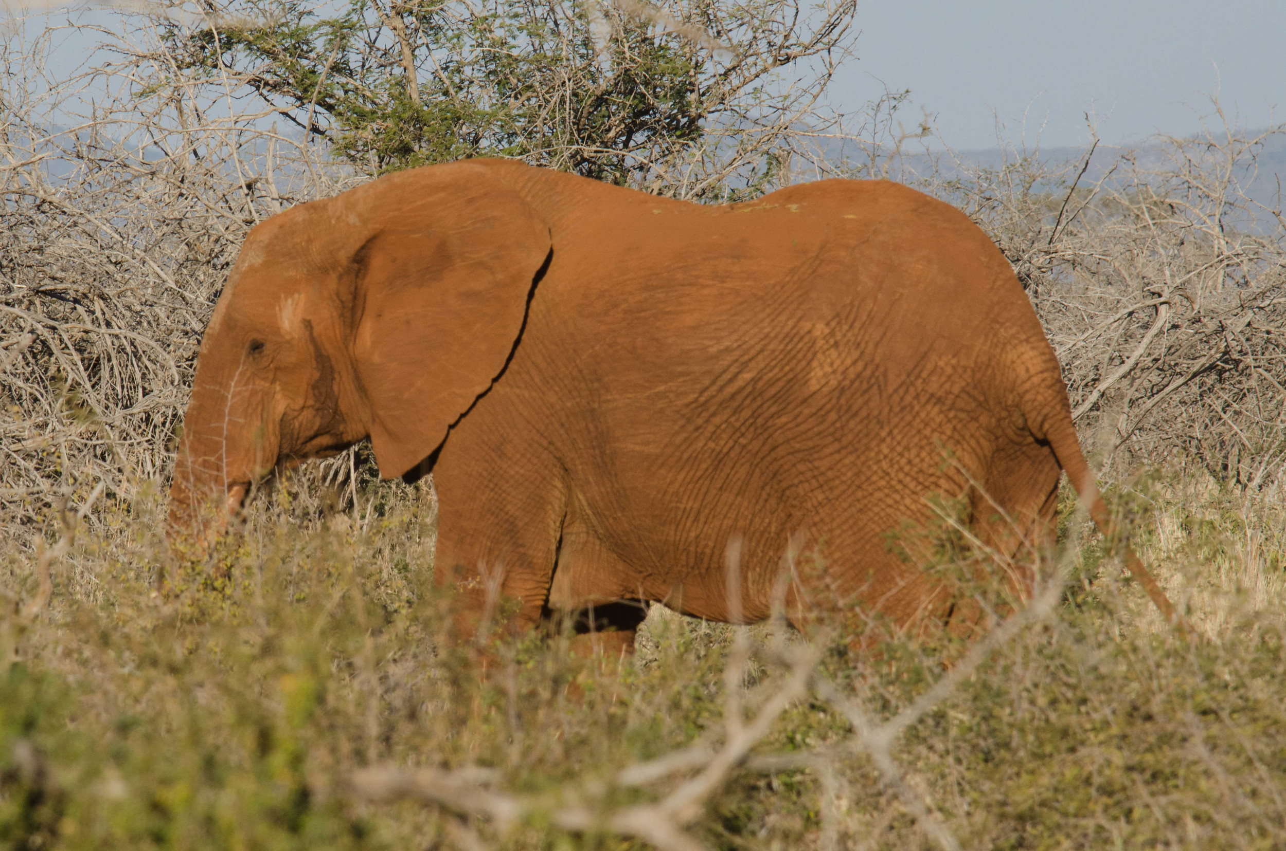 Rusty elephant, Madikwe NP, South Africa