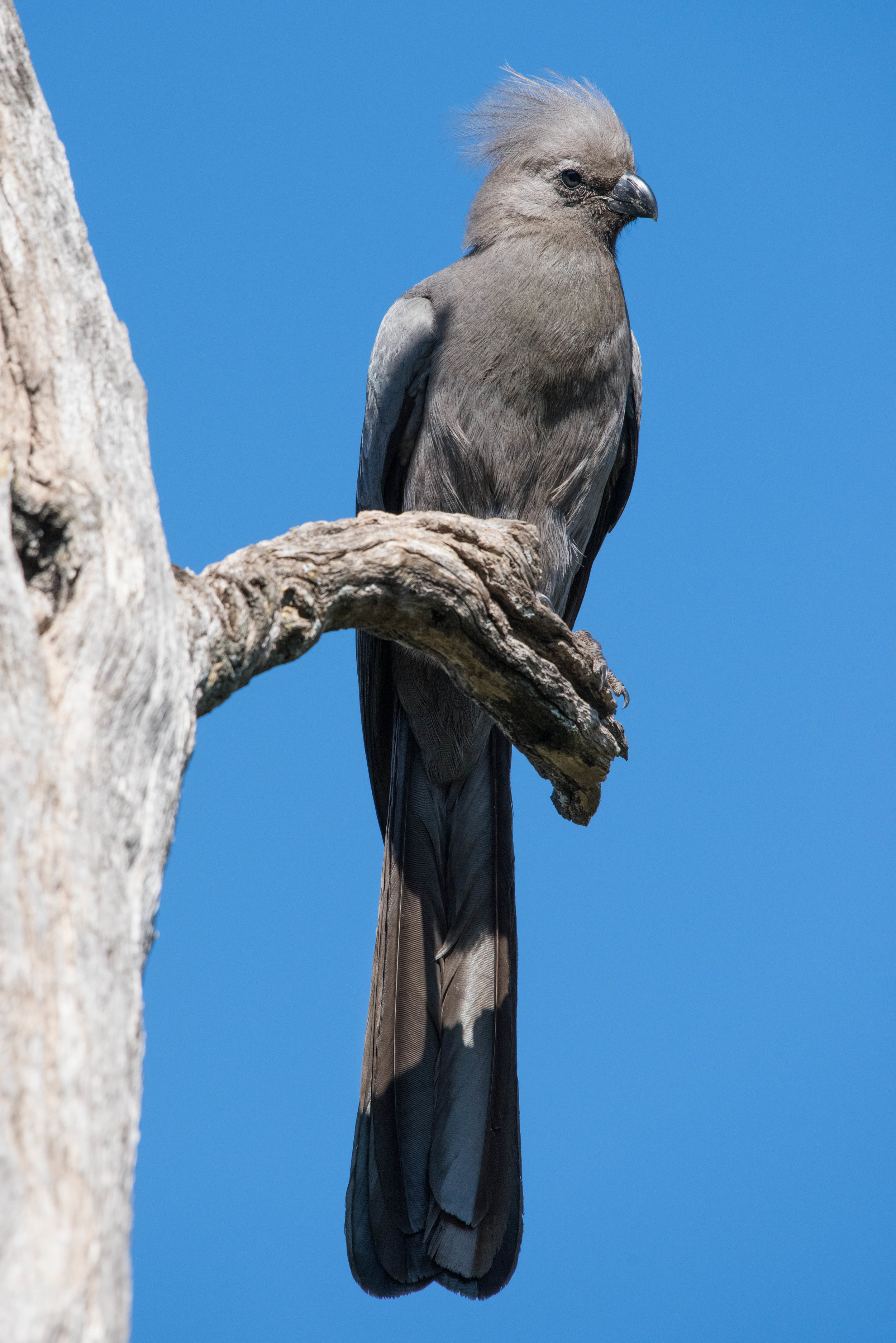 Grey go-away bird (Toraco family), Madikwe NP, South Africa