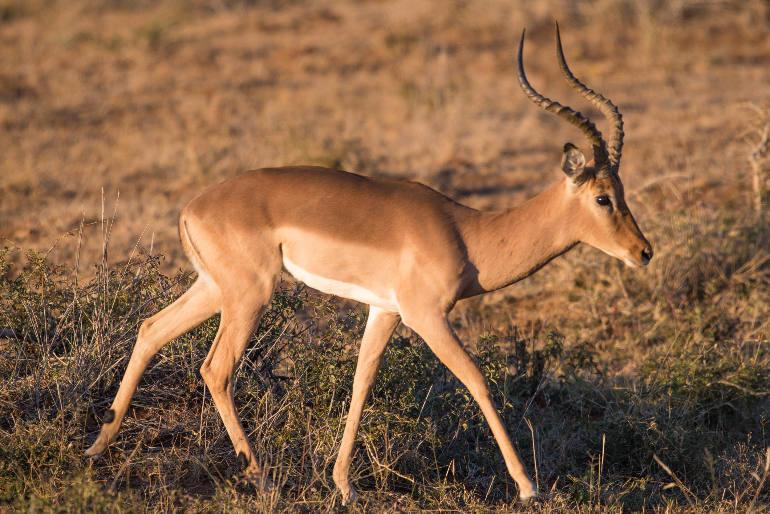 Impala, Madikwe NP, South Africa