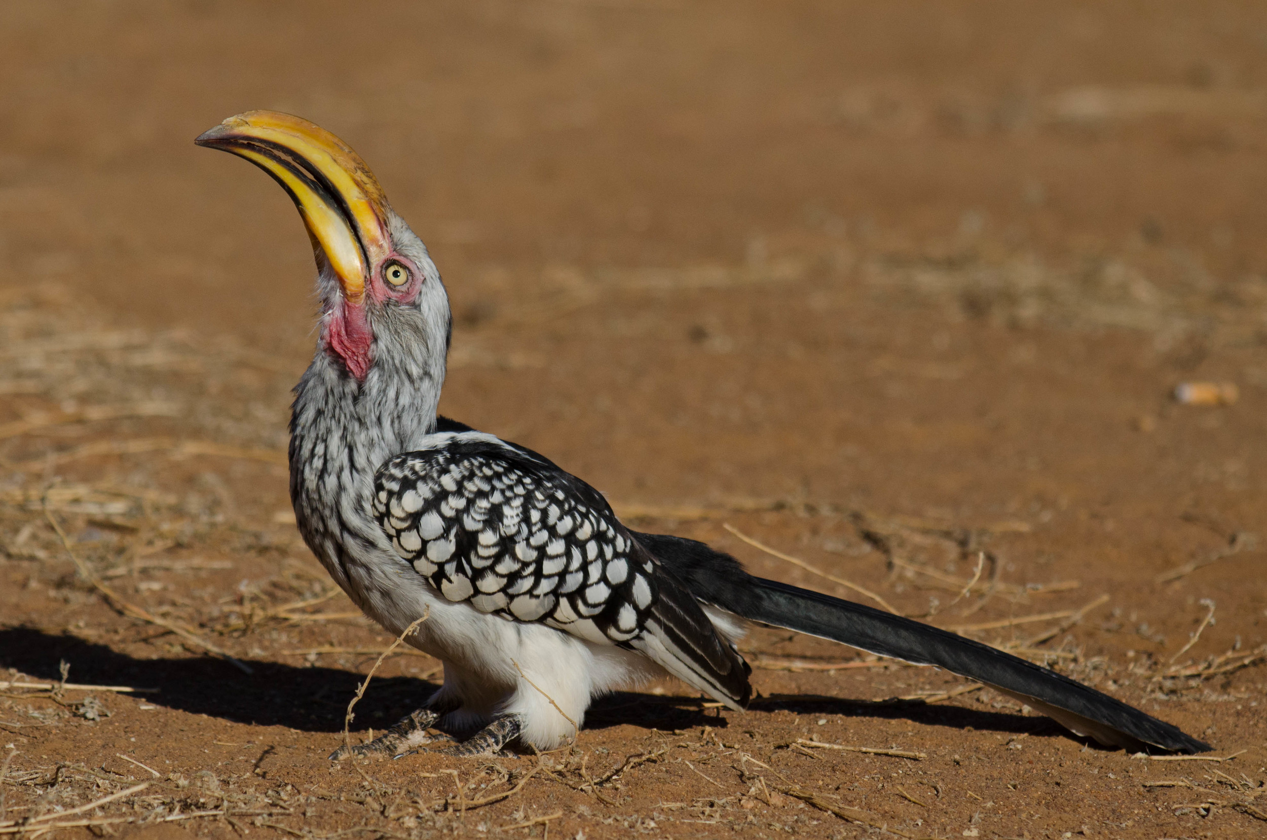 Yellow-billed hornbill, Madikwe NP, South Africa