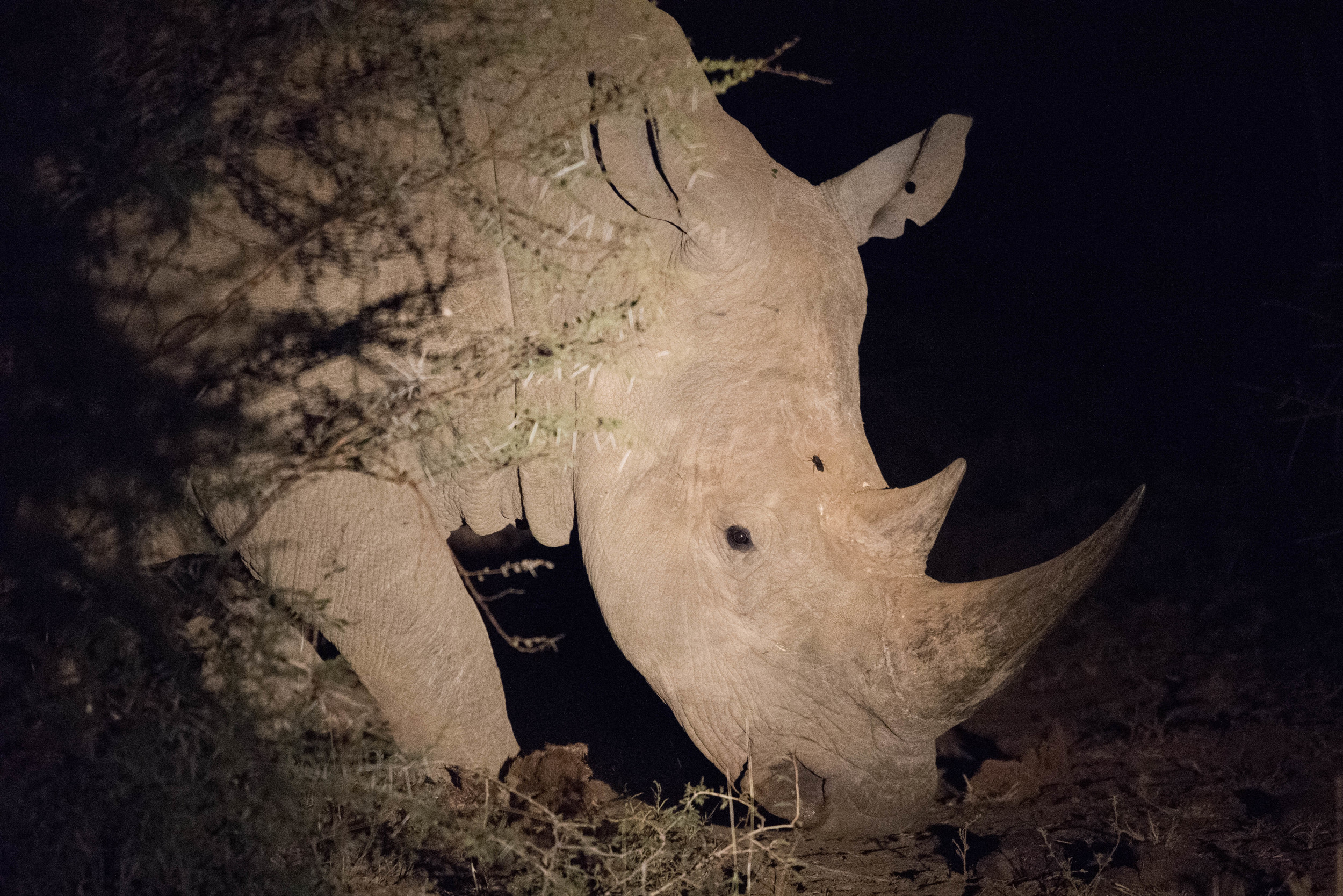 White rhinoceros, Madikwe NP, South Africa