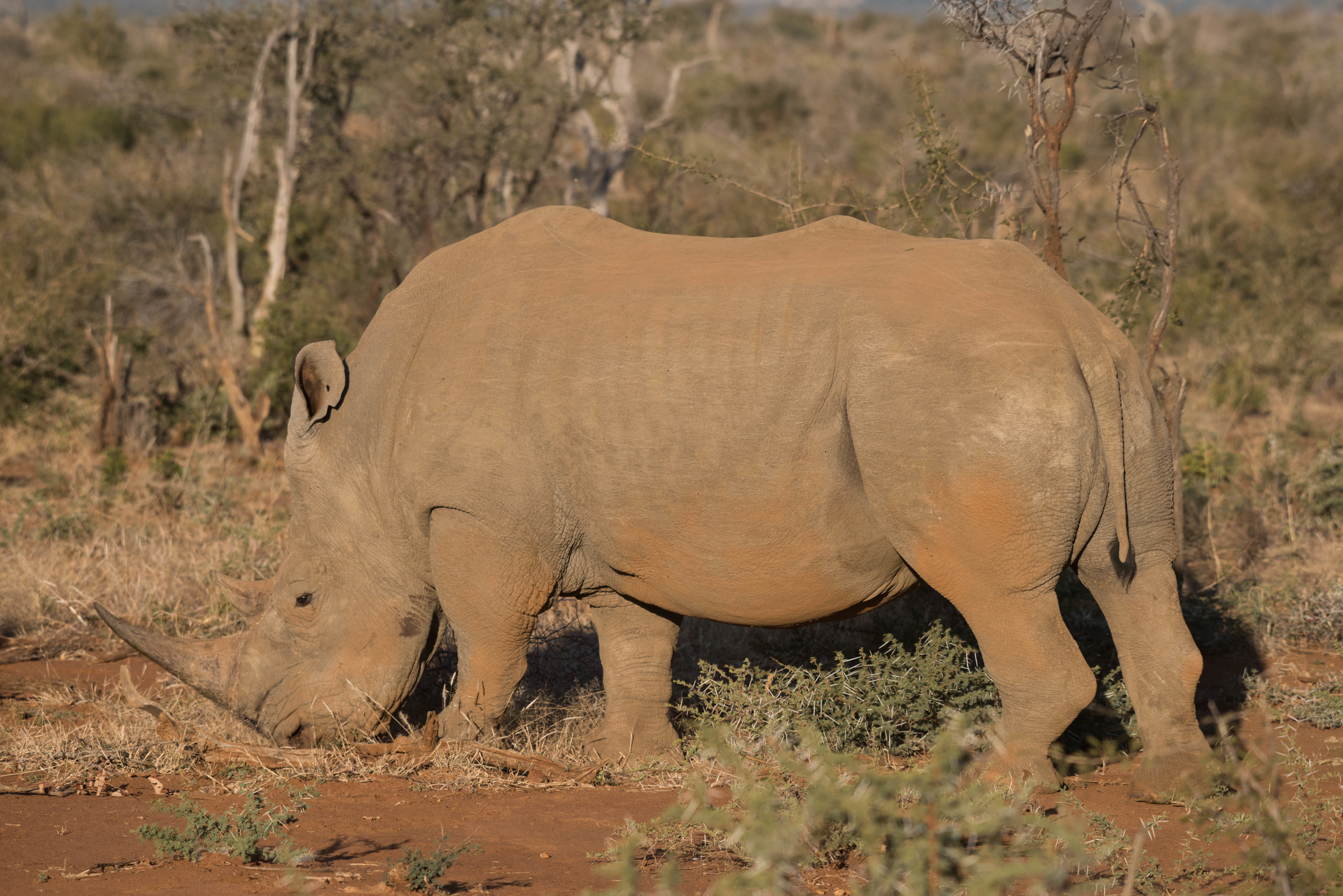 White rhinoceros bull, Madikwe Game Reserve, South Africa