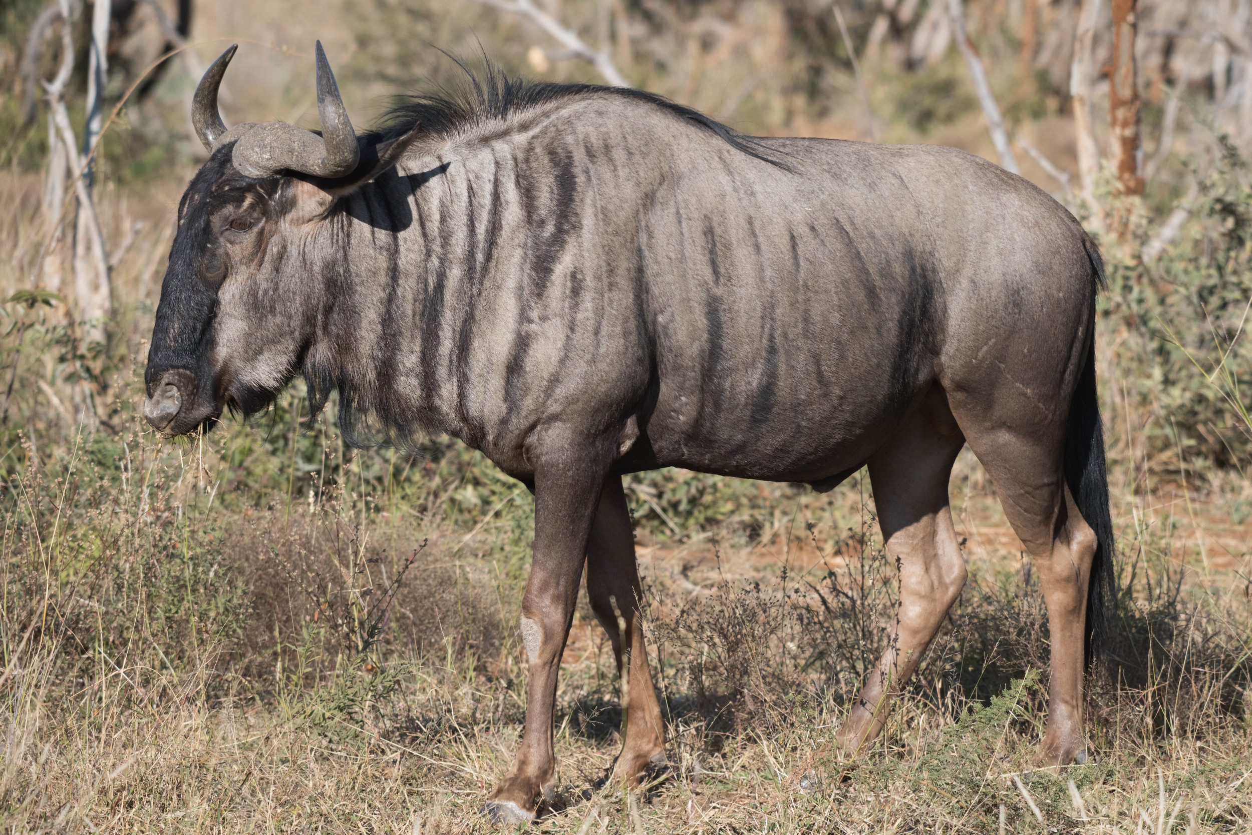 Wildebeest, Madikwe Game Reserve, South Africa