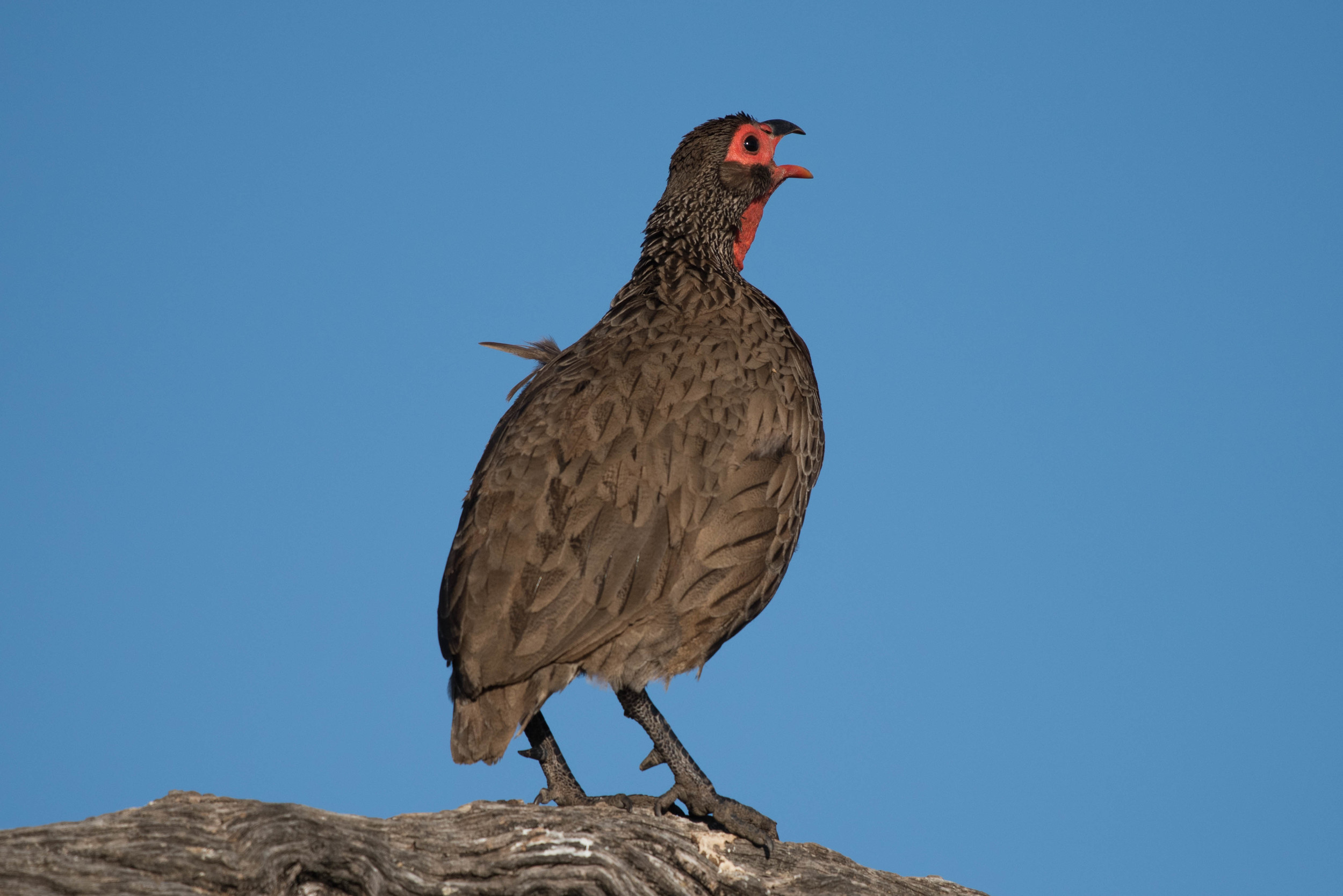 Swainsons francolin, Madikwe Game Reserve, South Africa