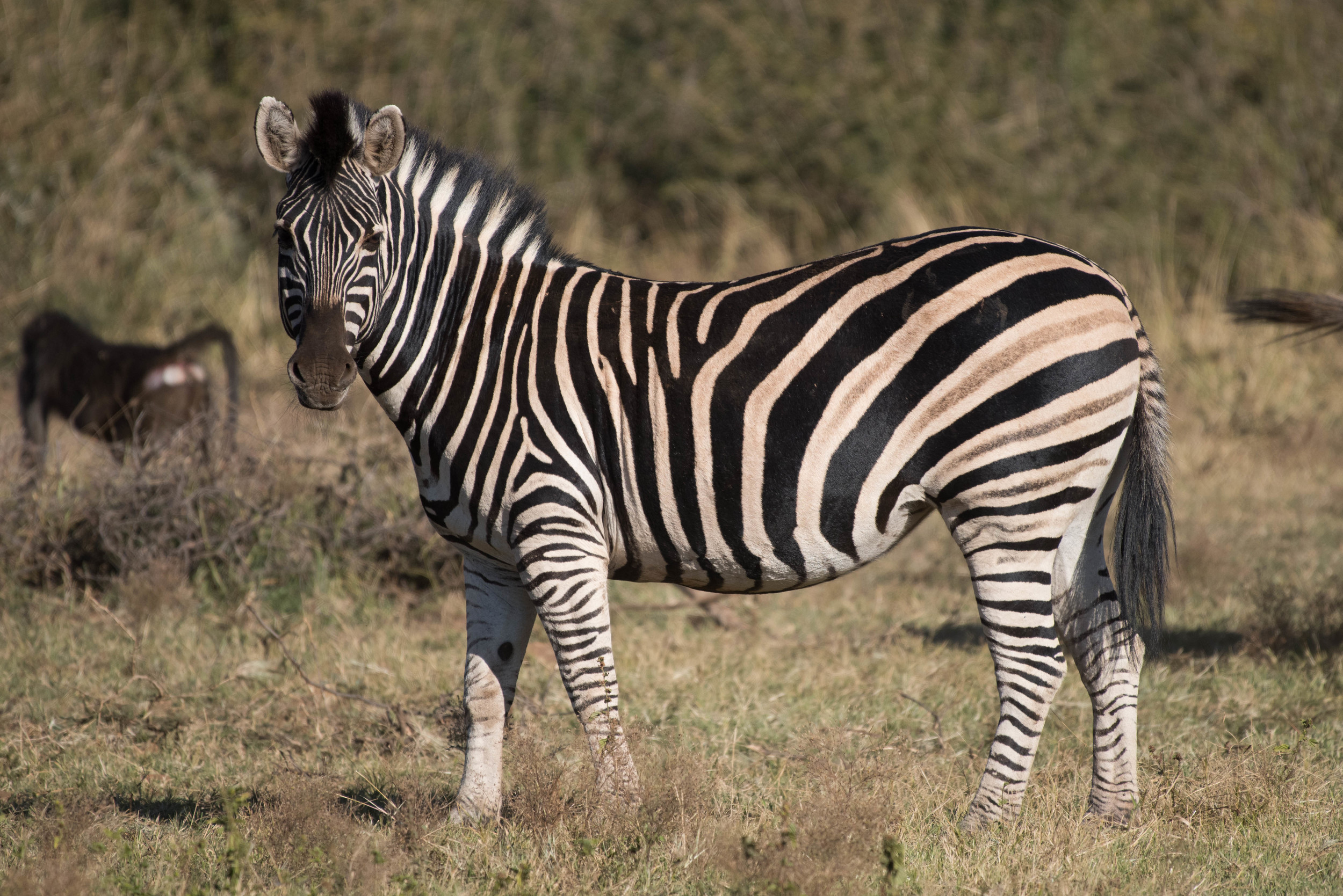 Zebra, Madikwe Game Reserve, South Africa,