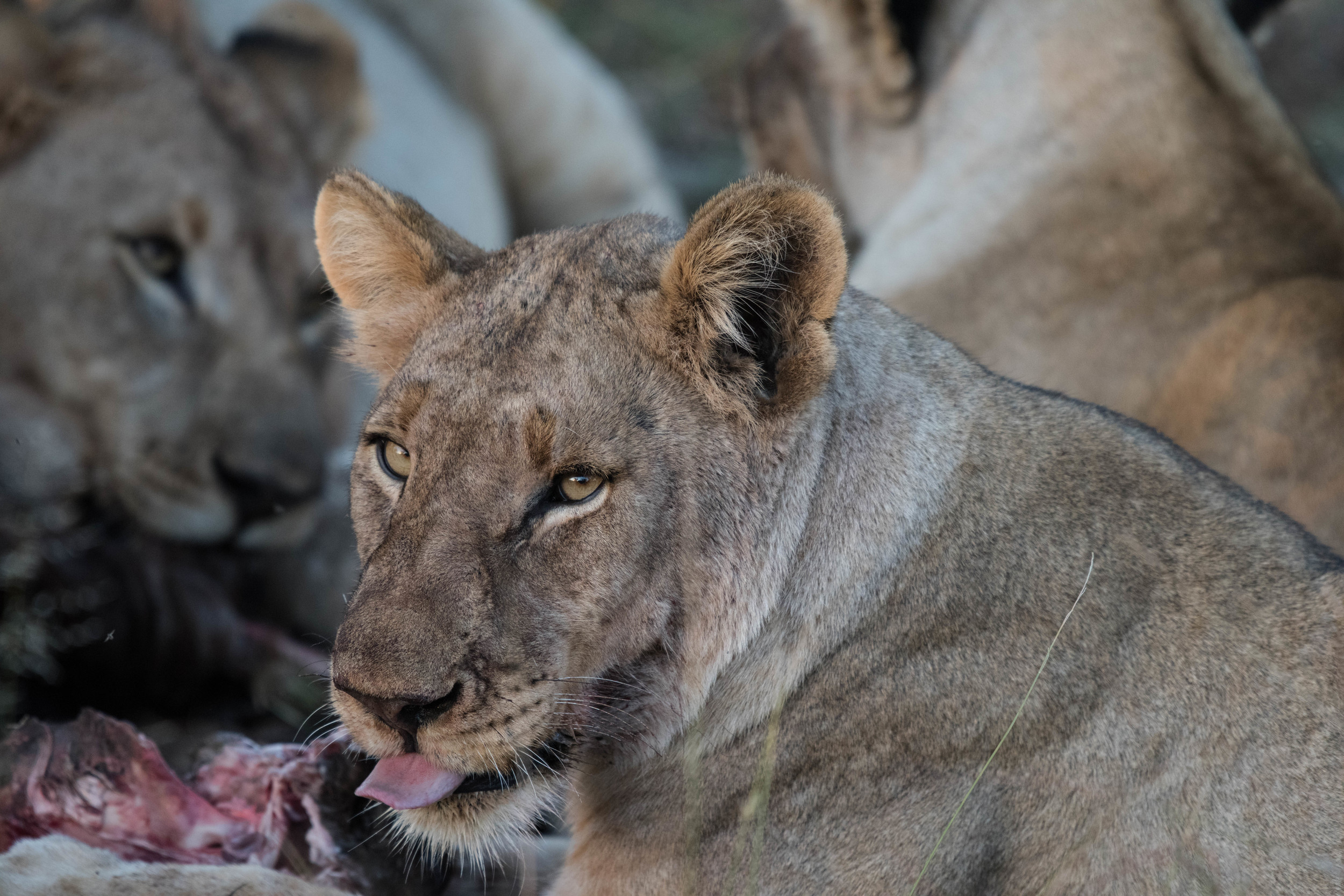 Lions feeding, Madikwe Game Reserve, South Africa