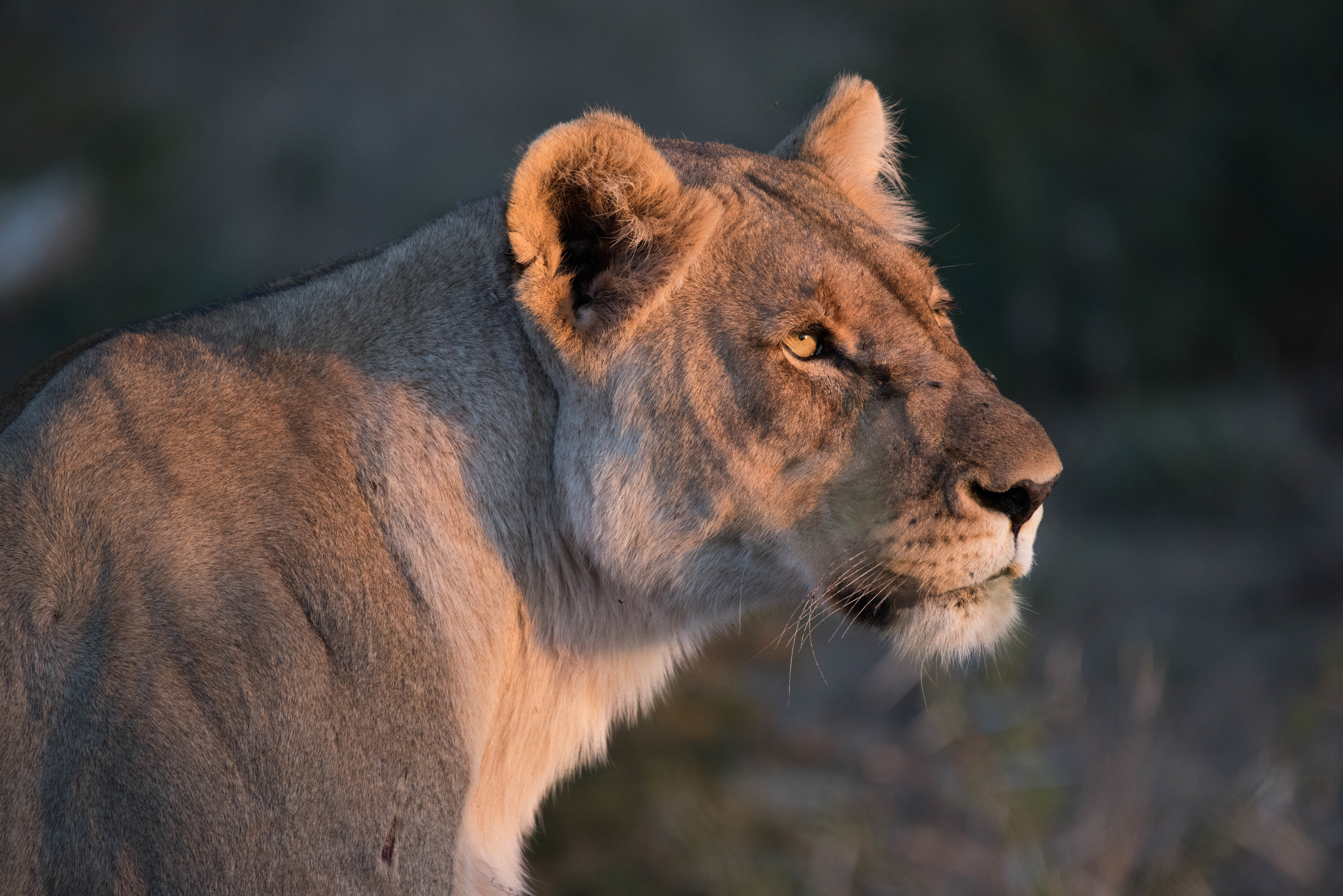 Lion, Madikwe Game Reserve, South Africa