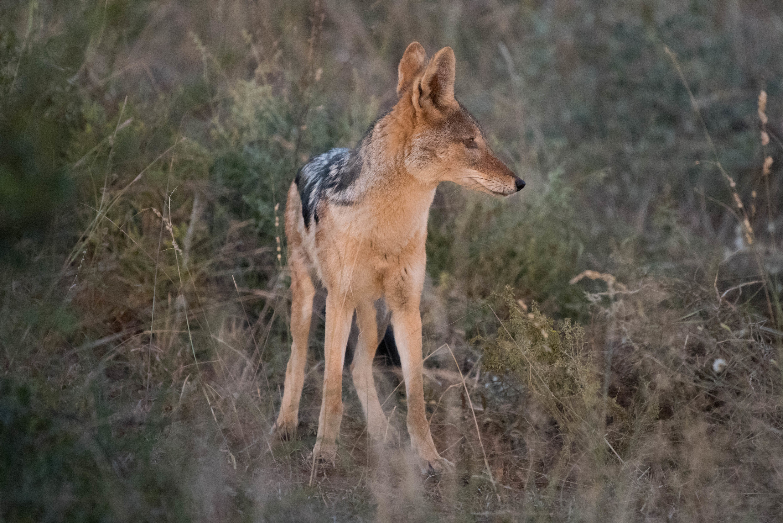 Black-backed jackal, Madikwe Game Reserve, South Africa
