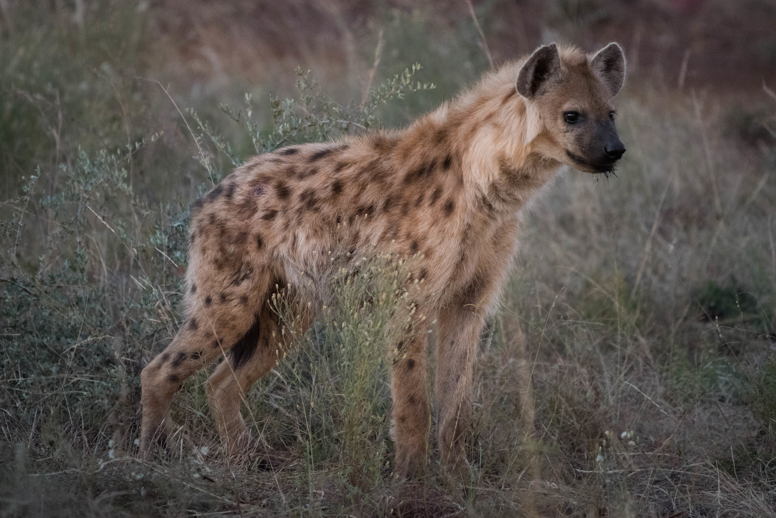 Spotted hyena, Madikwe Game Reserve, South Africa