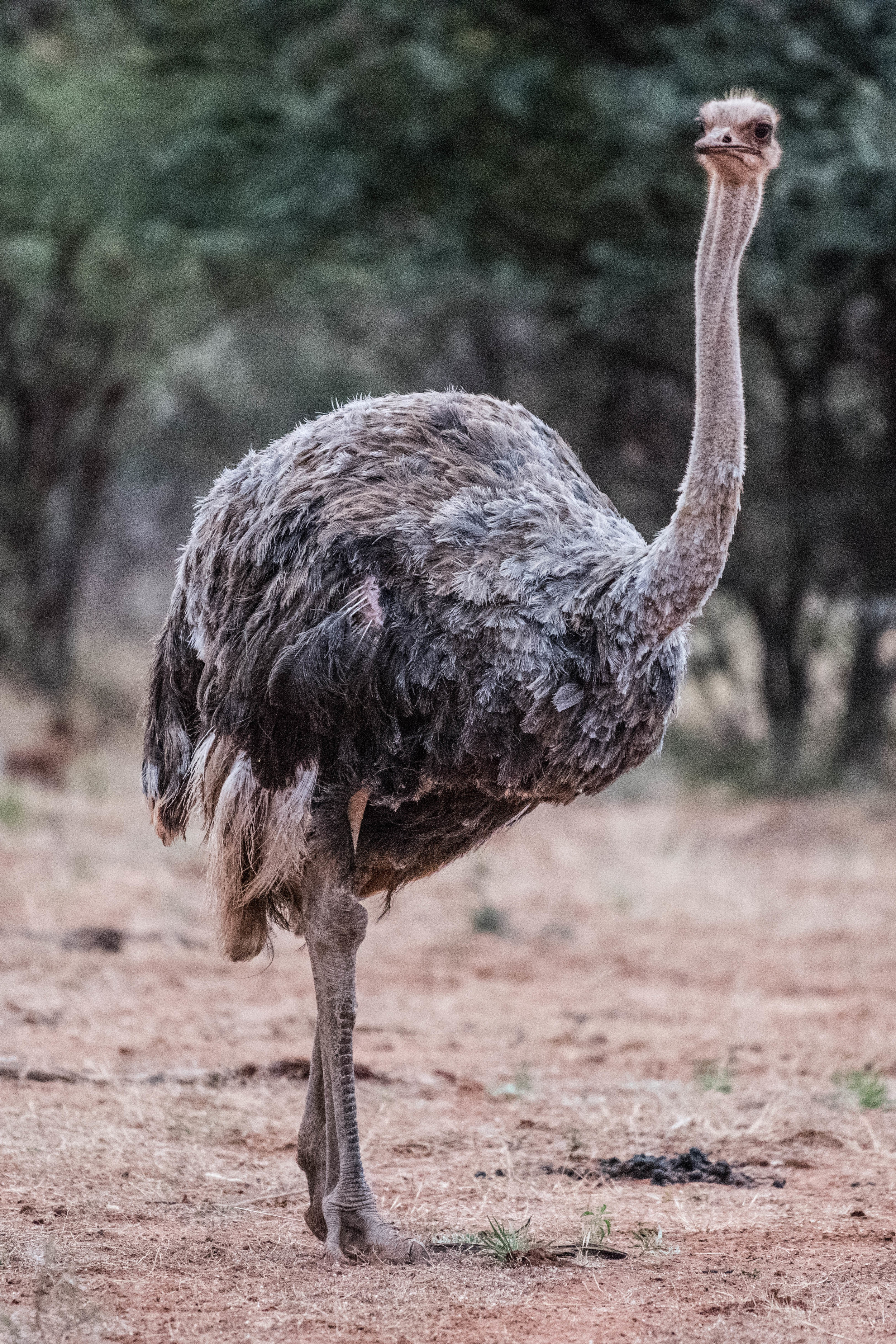 Ostrich, Madikwe Game Reserve, South Africa