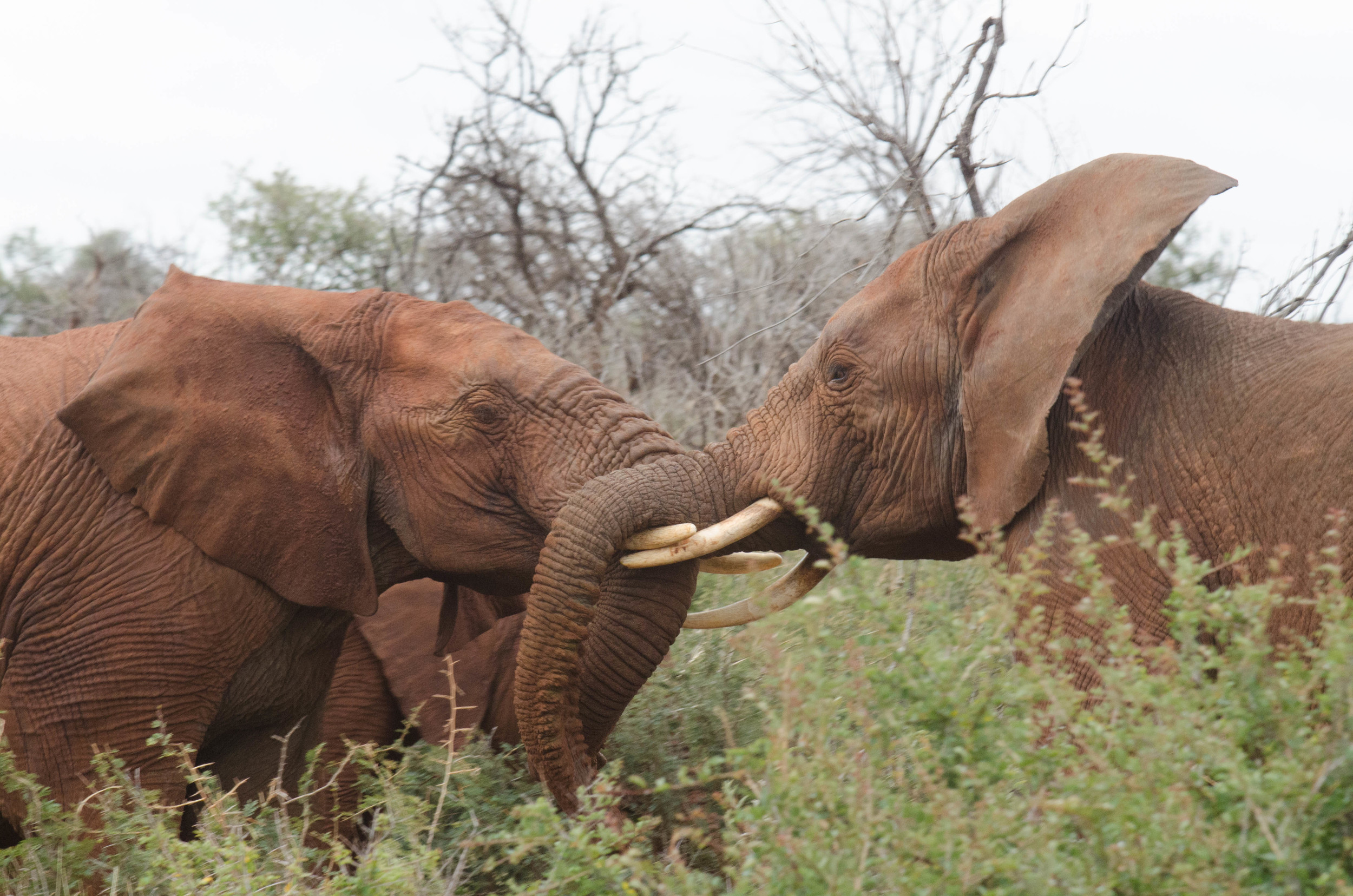 Elephants tussling, Madikwe Game Reserve, South Africa