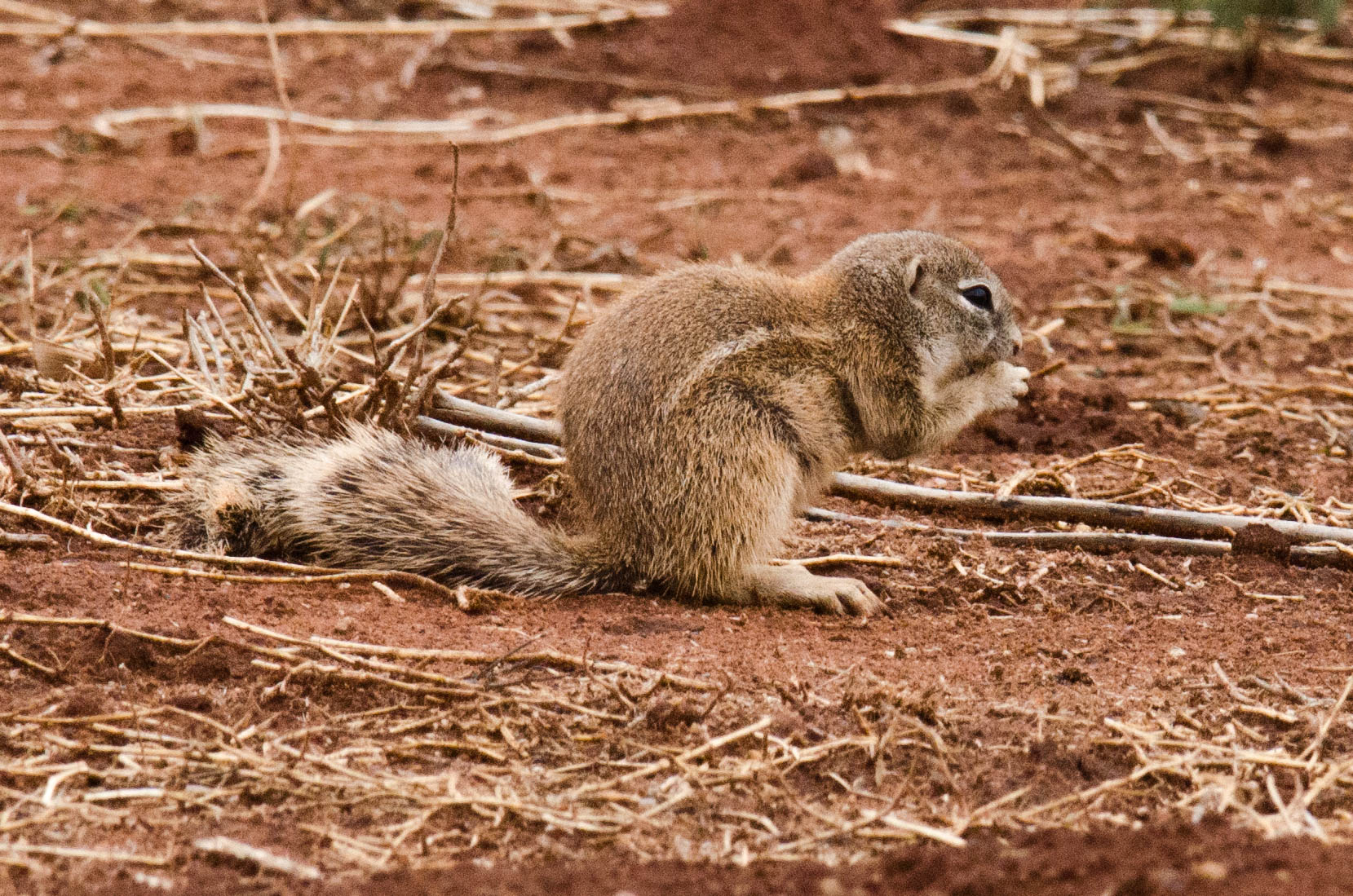 Ground squirrel, Madikwe Game Reserve, South Africa