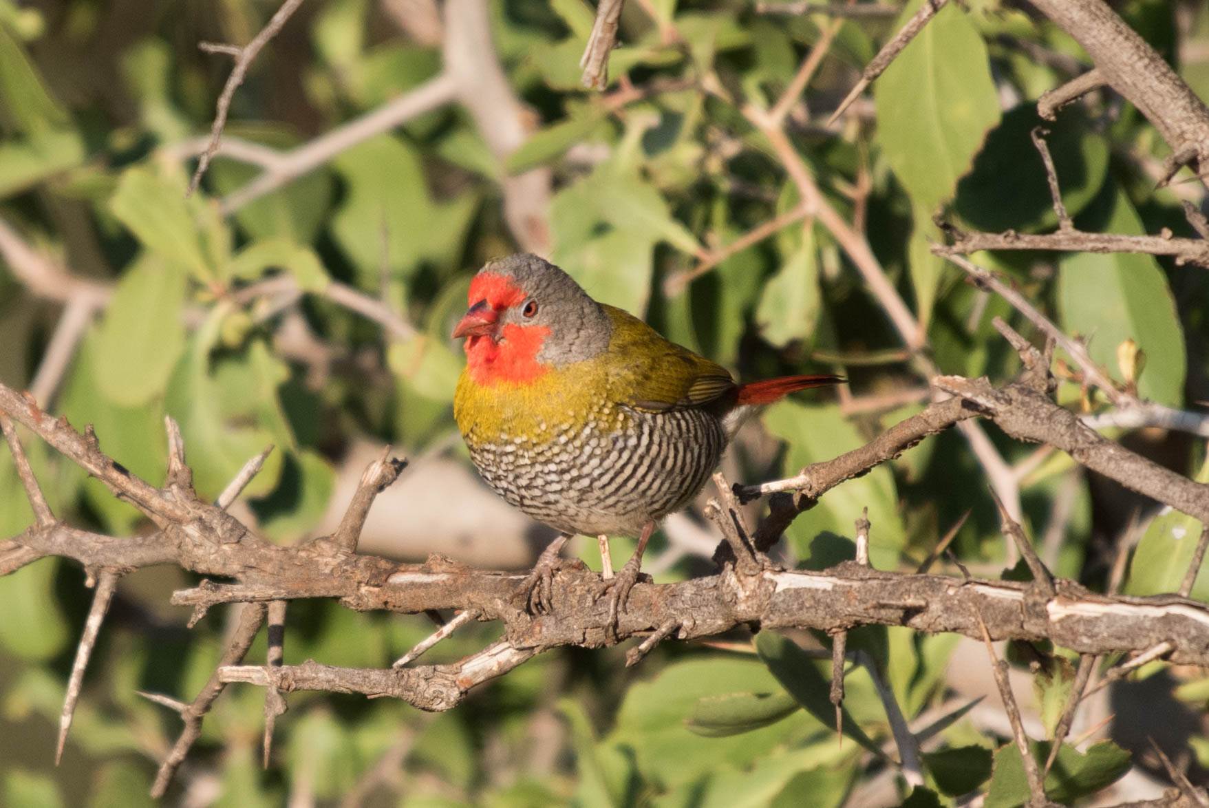 Melba finch (Green winged pytilia), Madikwe Game Reserve, South Africa
