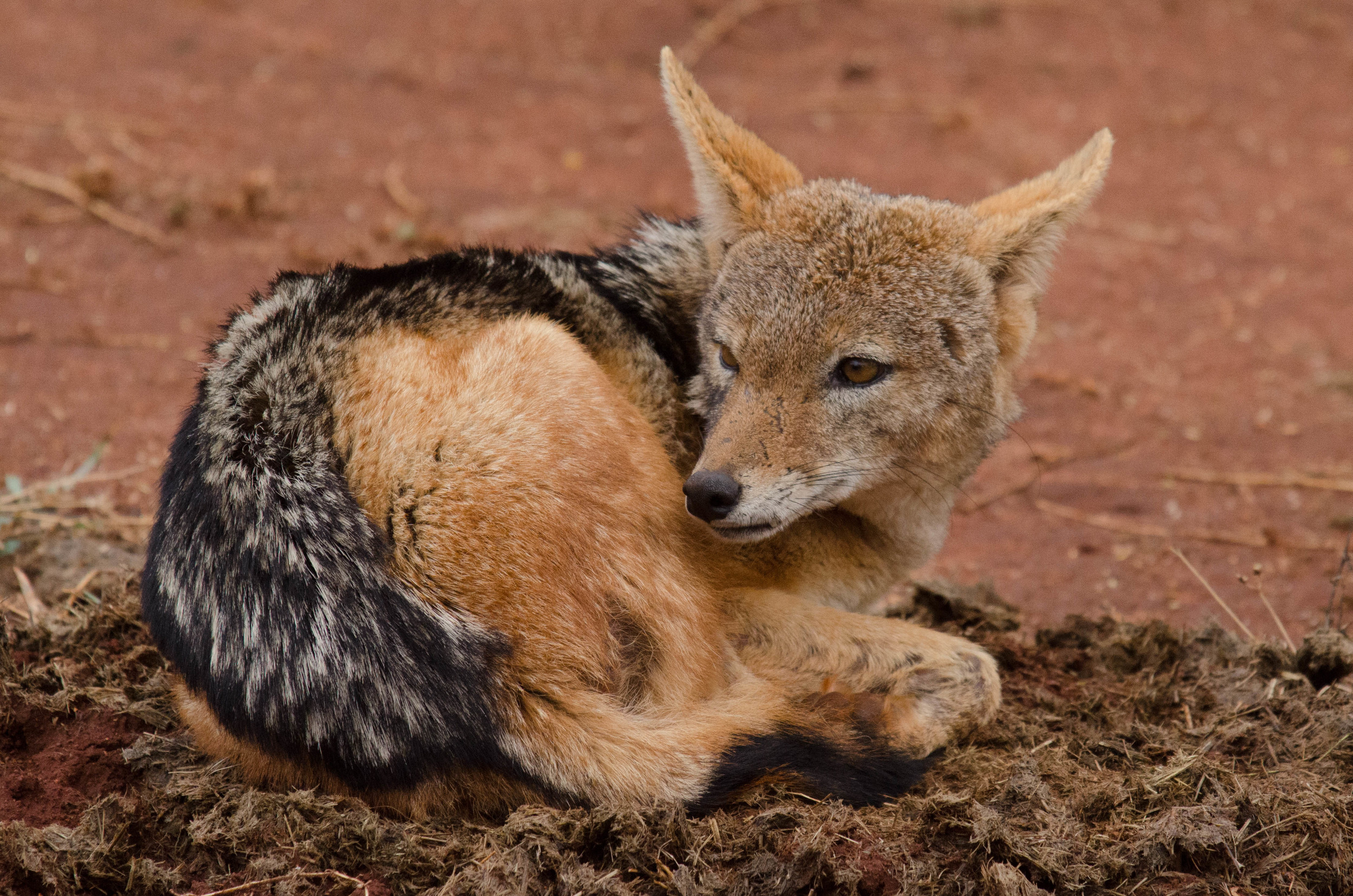 Black-backed jackal, Madikwe Game Reserve