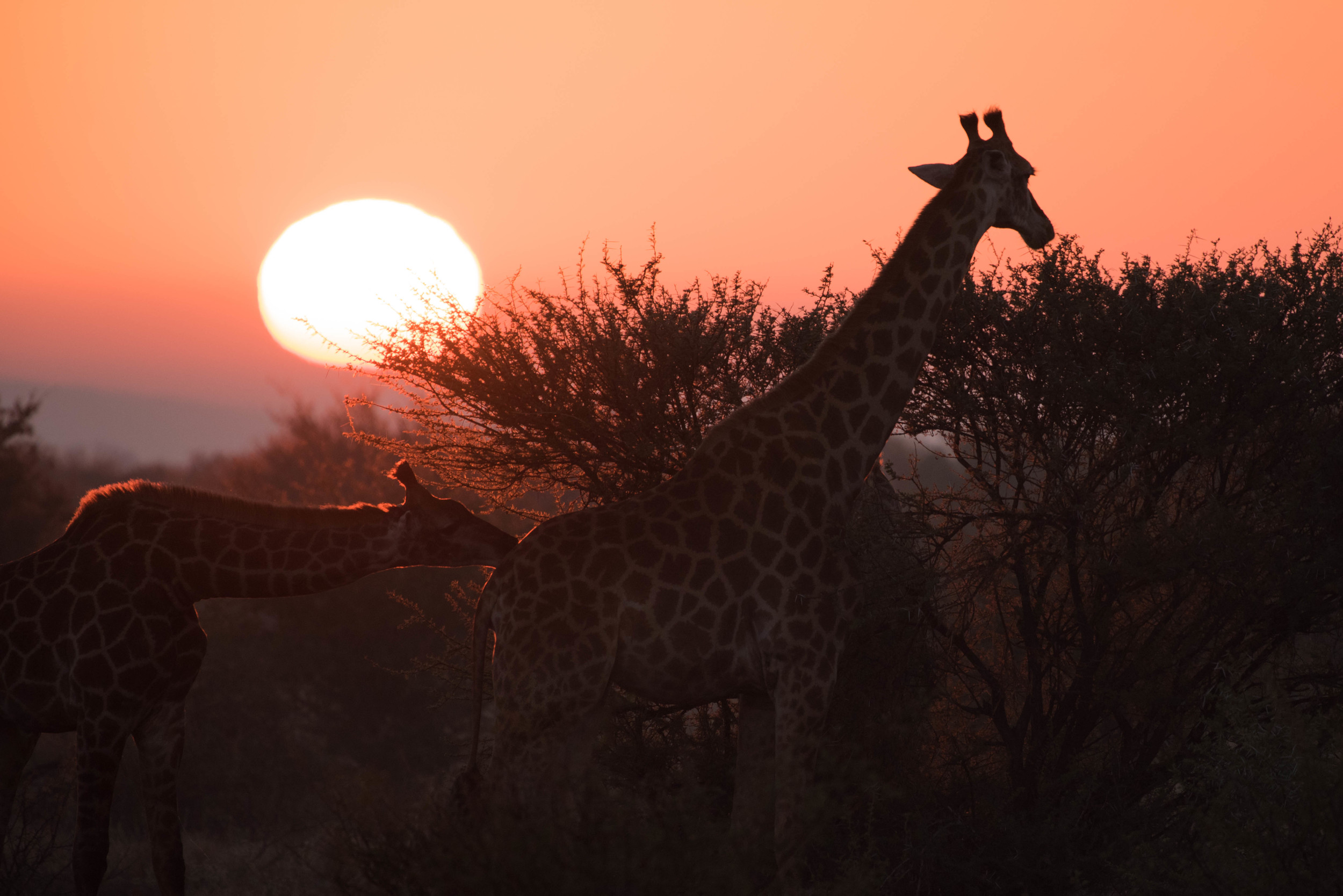 Giraffes at sunrise, Madikwe Game Reserve, South Africa
