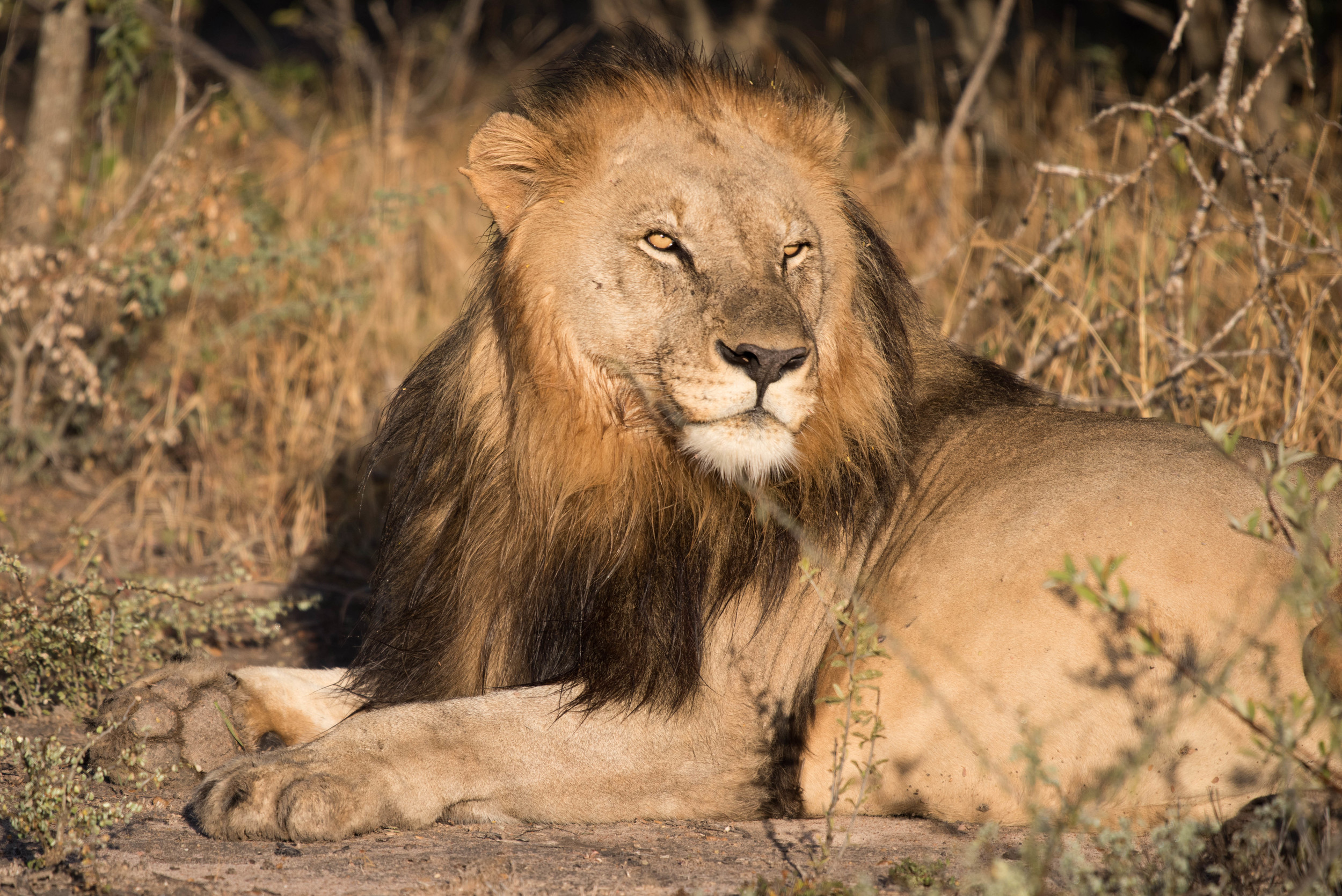 Lion, Madikwe Game Reserve, South Africa