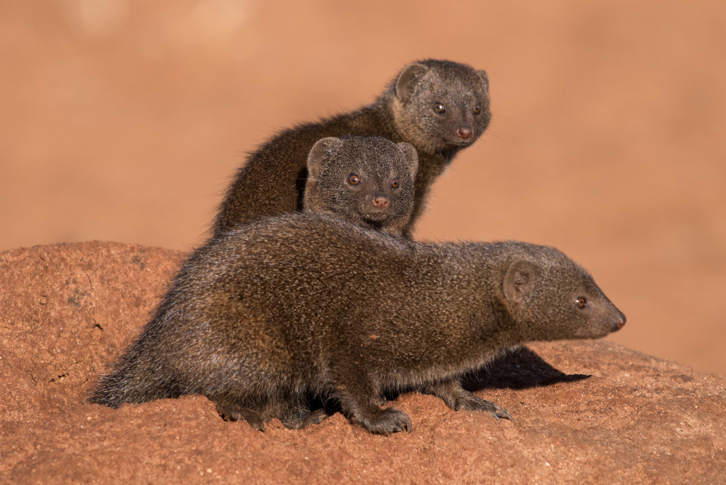 Dwarf mongoose, Madikwe Game Reserve, South Africa