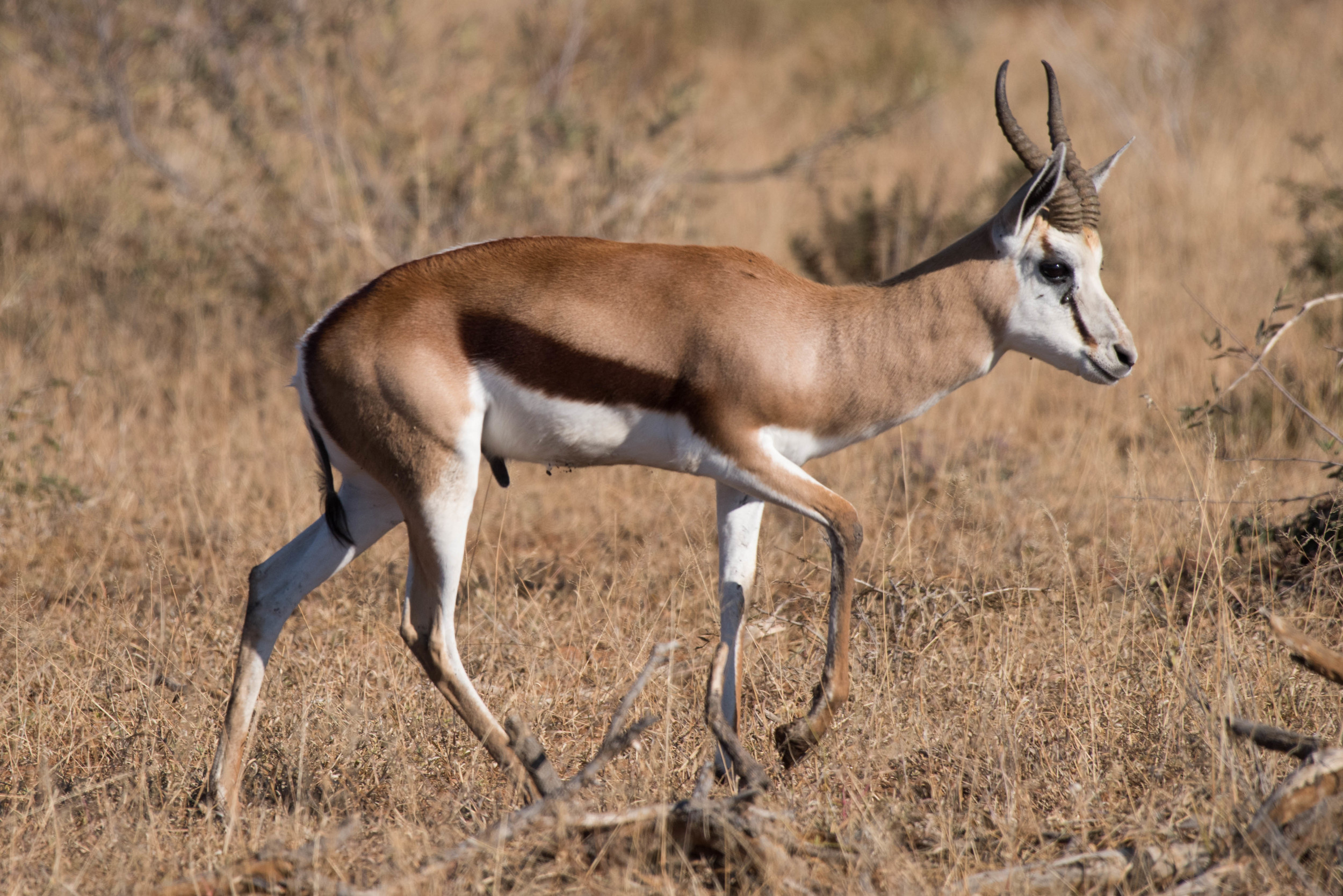 Springbok, Madikwe Game Reserve, South Africa