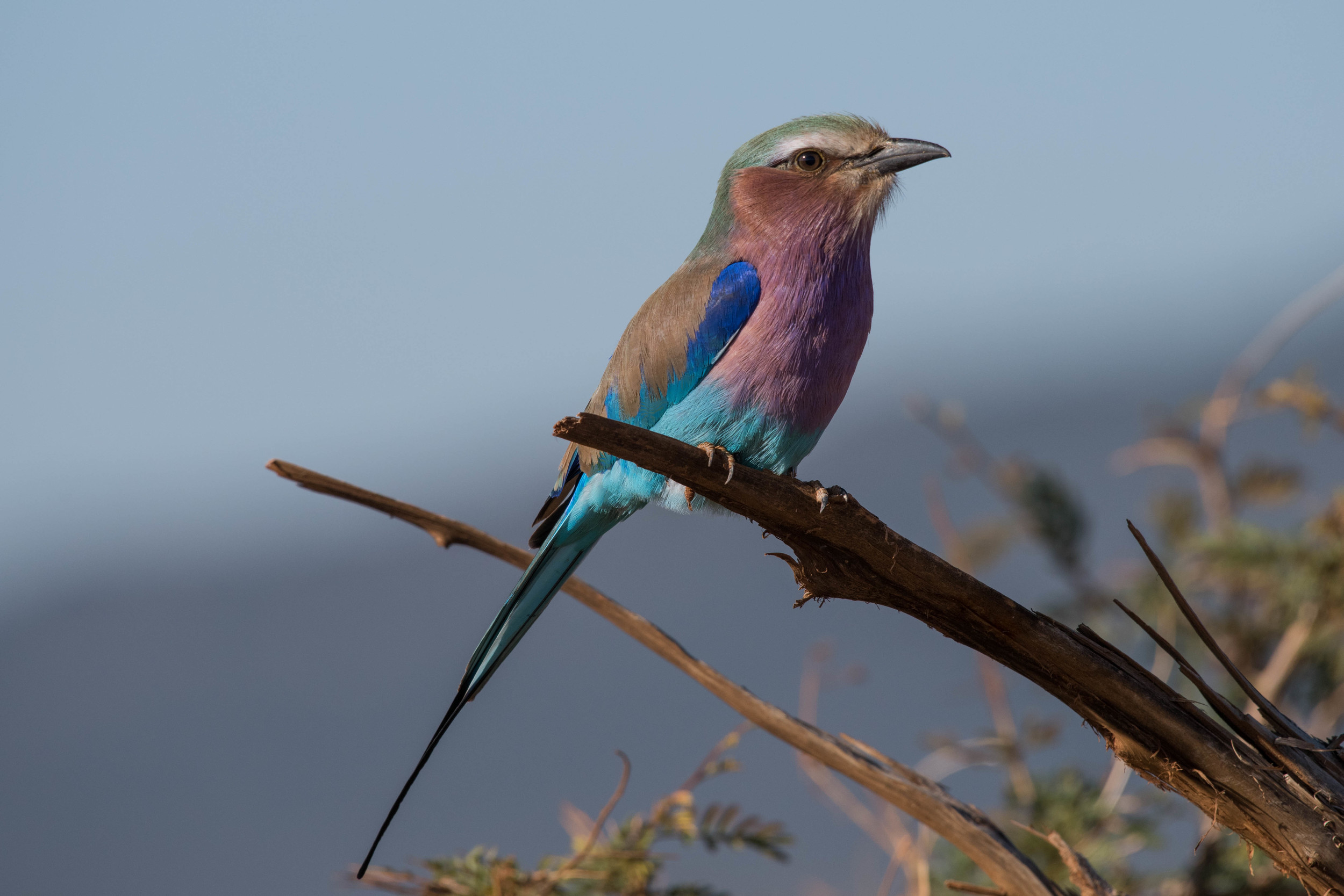 Lilac roller, Madikwe Game Reserve, South Africa