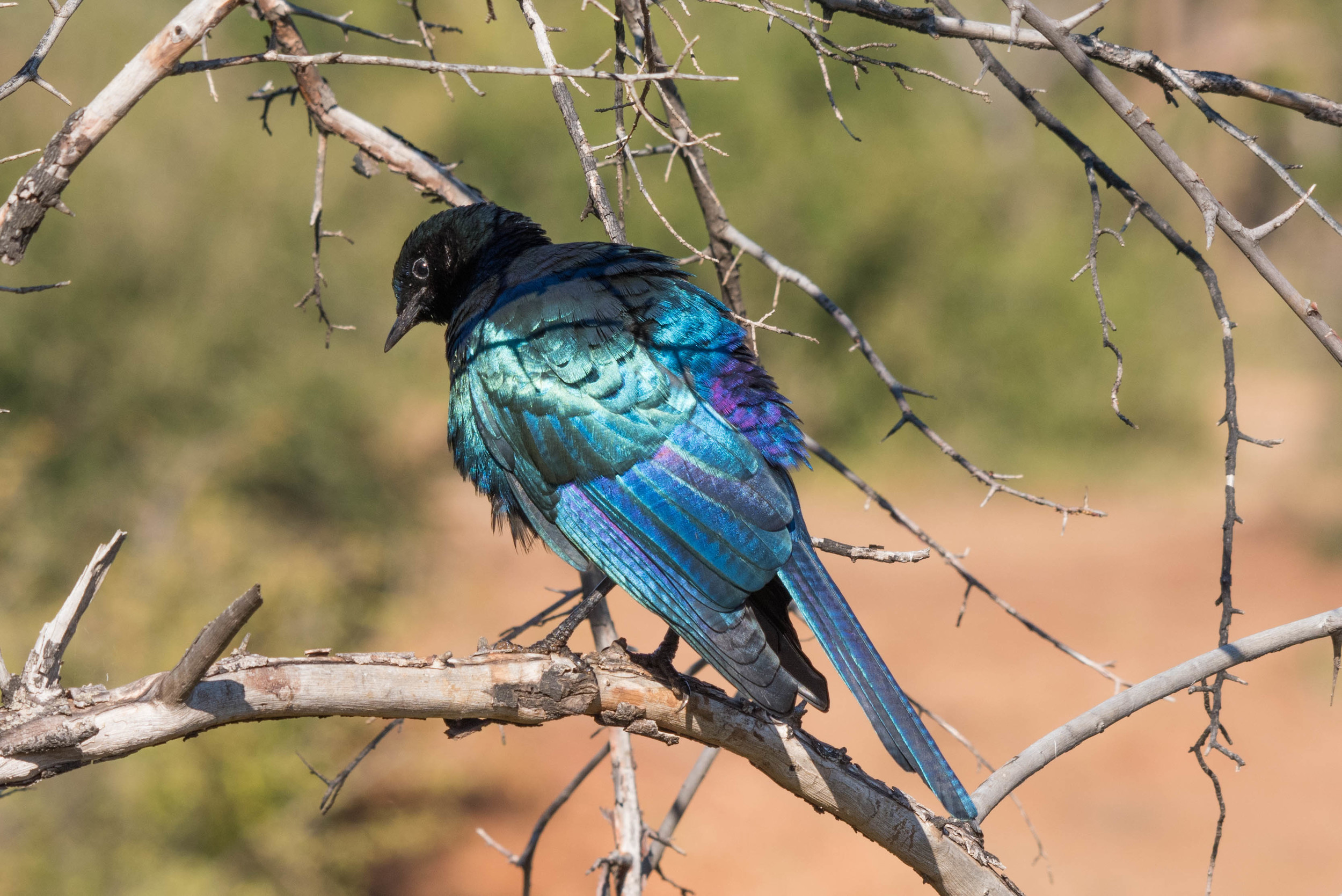 Starling, Madikwe Game Reserve, South Africa