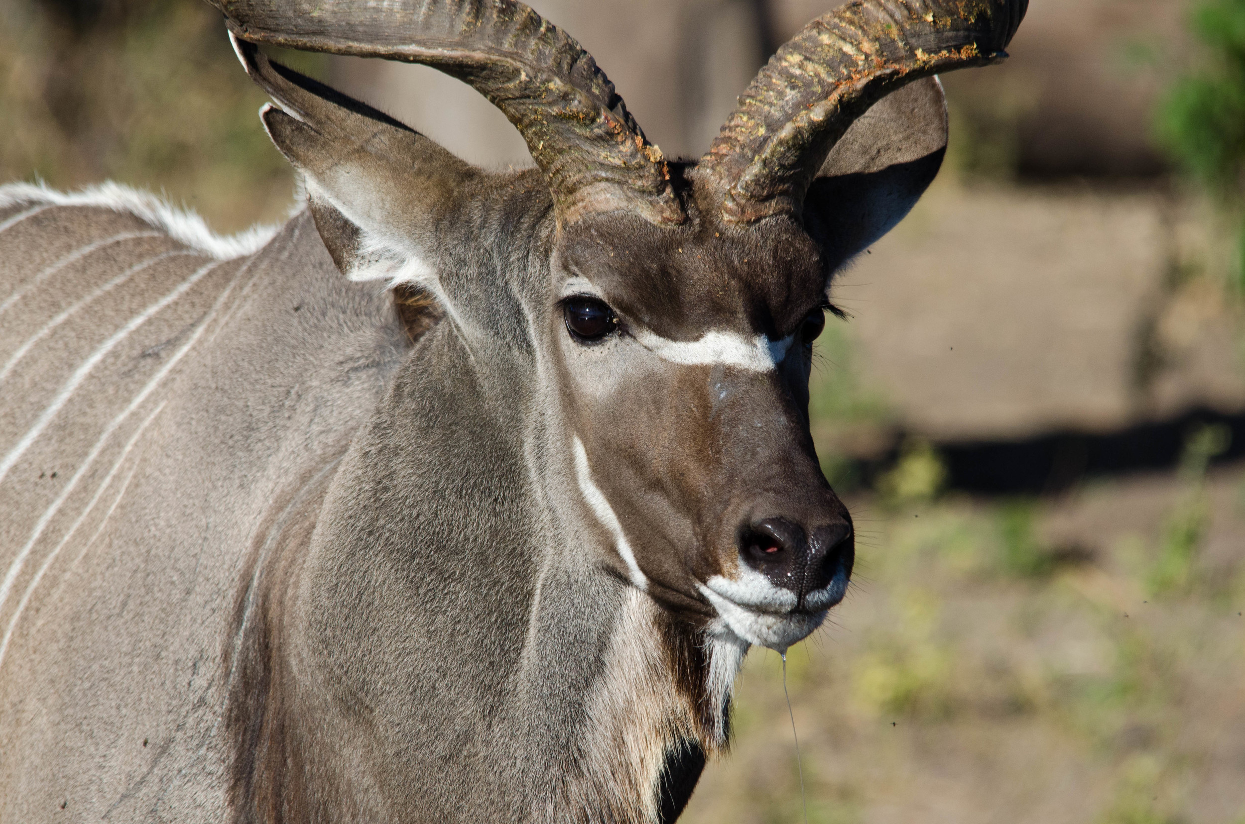 Kudu, Chobe NP, Botswana