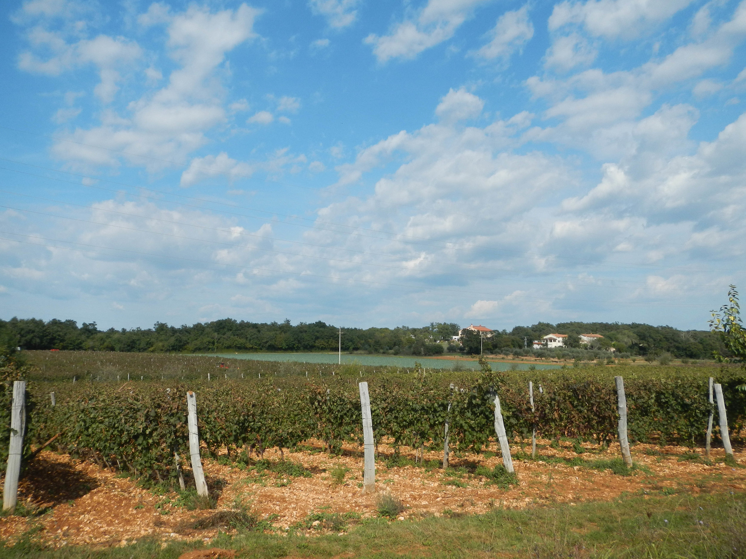 Vineyard near Poreč, Istria, Croatia