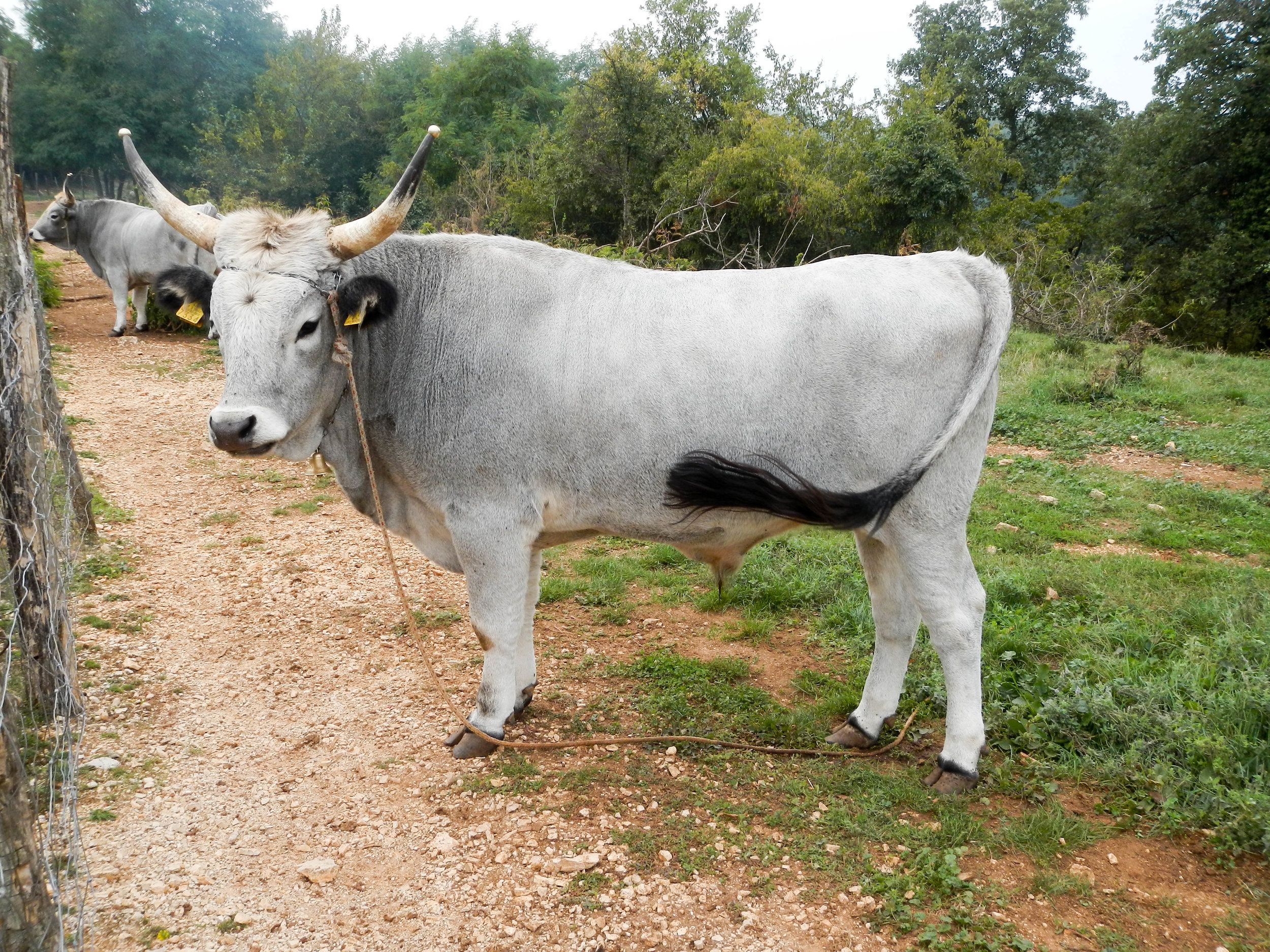 Boskarin cattle, Višnjan, Istria, Croatia